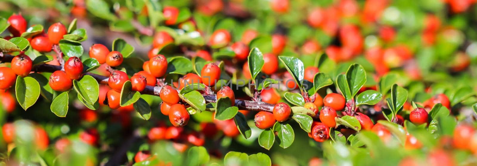 Many red fruits on the branches of a cotoneaster horizontalis bush in the garden in autumn by Olayola