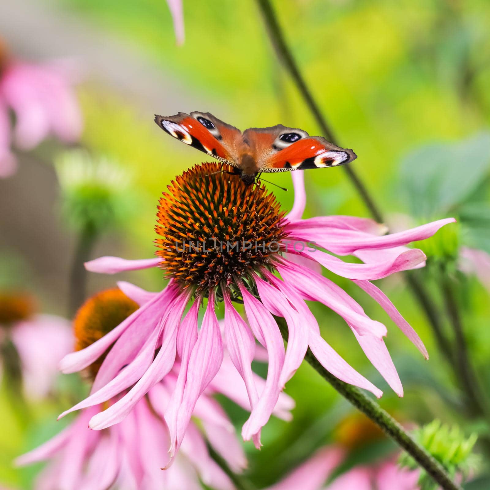 Beautiful colored European Peacock butterfly (Inachis io, Aglais io) on purple flower Echinacea in sunny garden. by Olayola