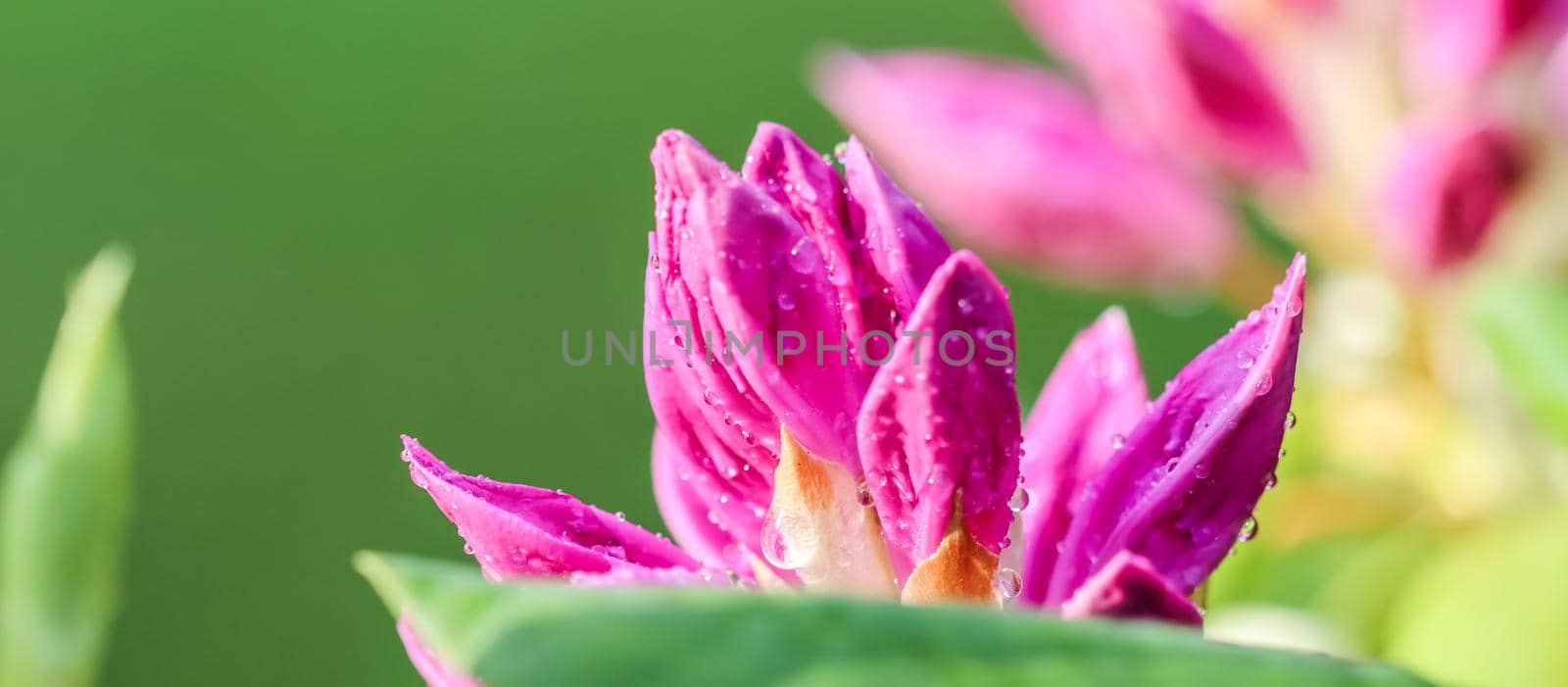Botanical concept - Soft focus, abstract floral background, pink Rhododendron flower bud with dew drops. Macro flowers backdrop for holiday brand design
