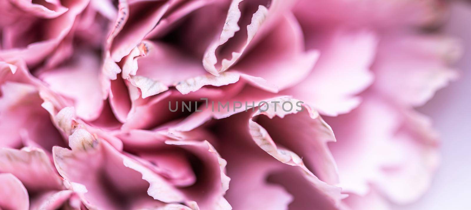 Retro art, vintage card and botanical concept - Abstract floral background, pink carnation flower petals. Macro flowers backdrop for holiday brand design