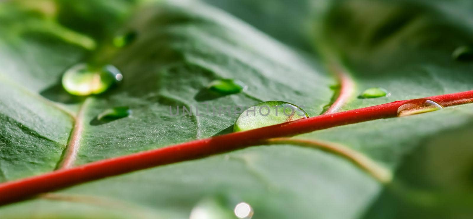 Abstract green background. Macro Croton plant leaf with water drops. Natural background for brand design