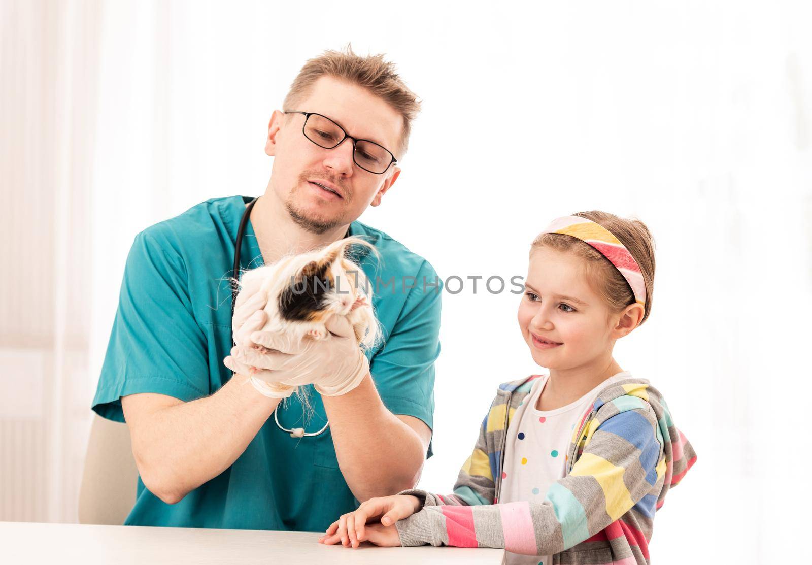 Peruwian guinea pig was brought to veterinarian clinic by little girl-owner, isolated on white background