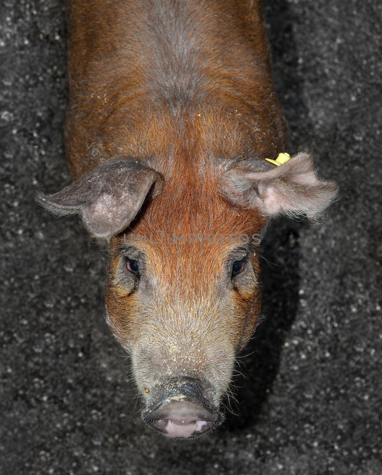 Pig portrait close up. Funny red fluffy pig looking into camera, Farm animals