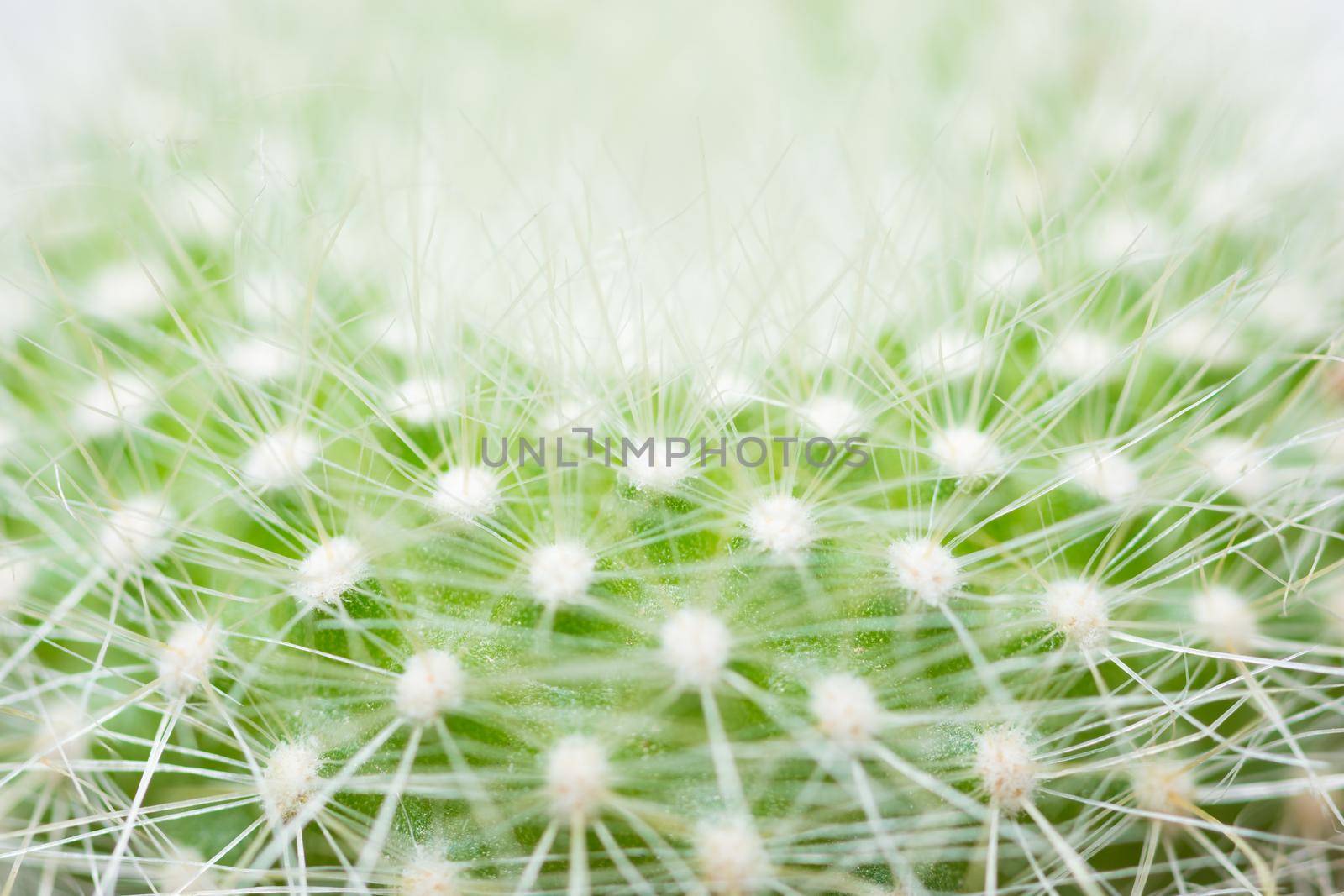 Macro green cactus