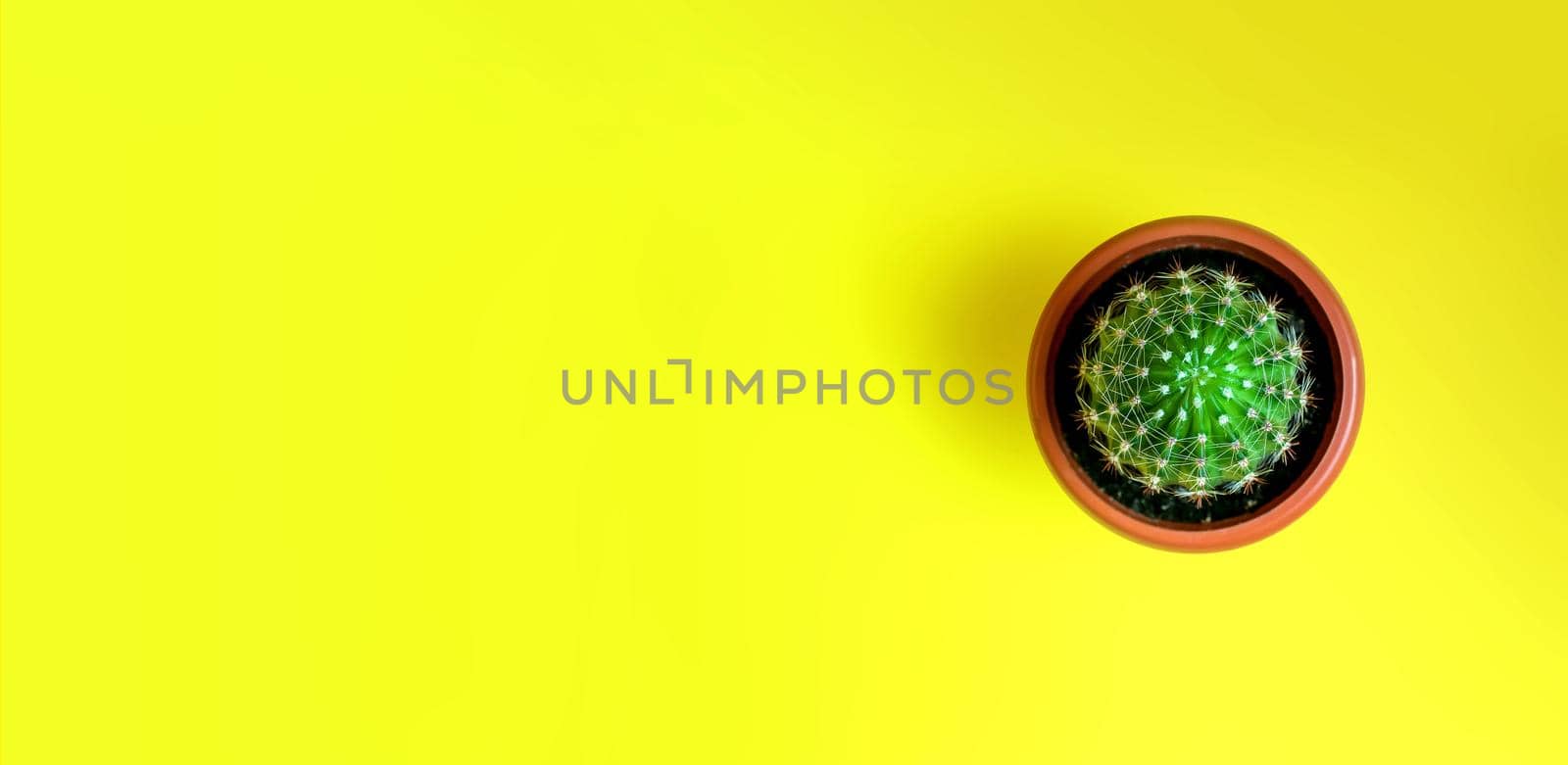 Small Decorative Cactus in Pot on Yellow Background. House Plant. Minimalism Concept. Banner. Top View Flat Lay Copy Space For Your Text