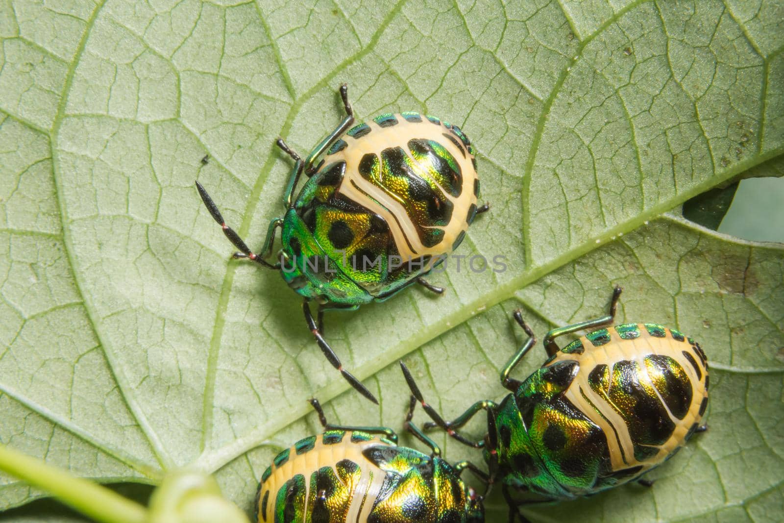 Macro ladybug on leaf