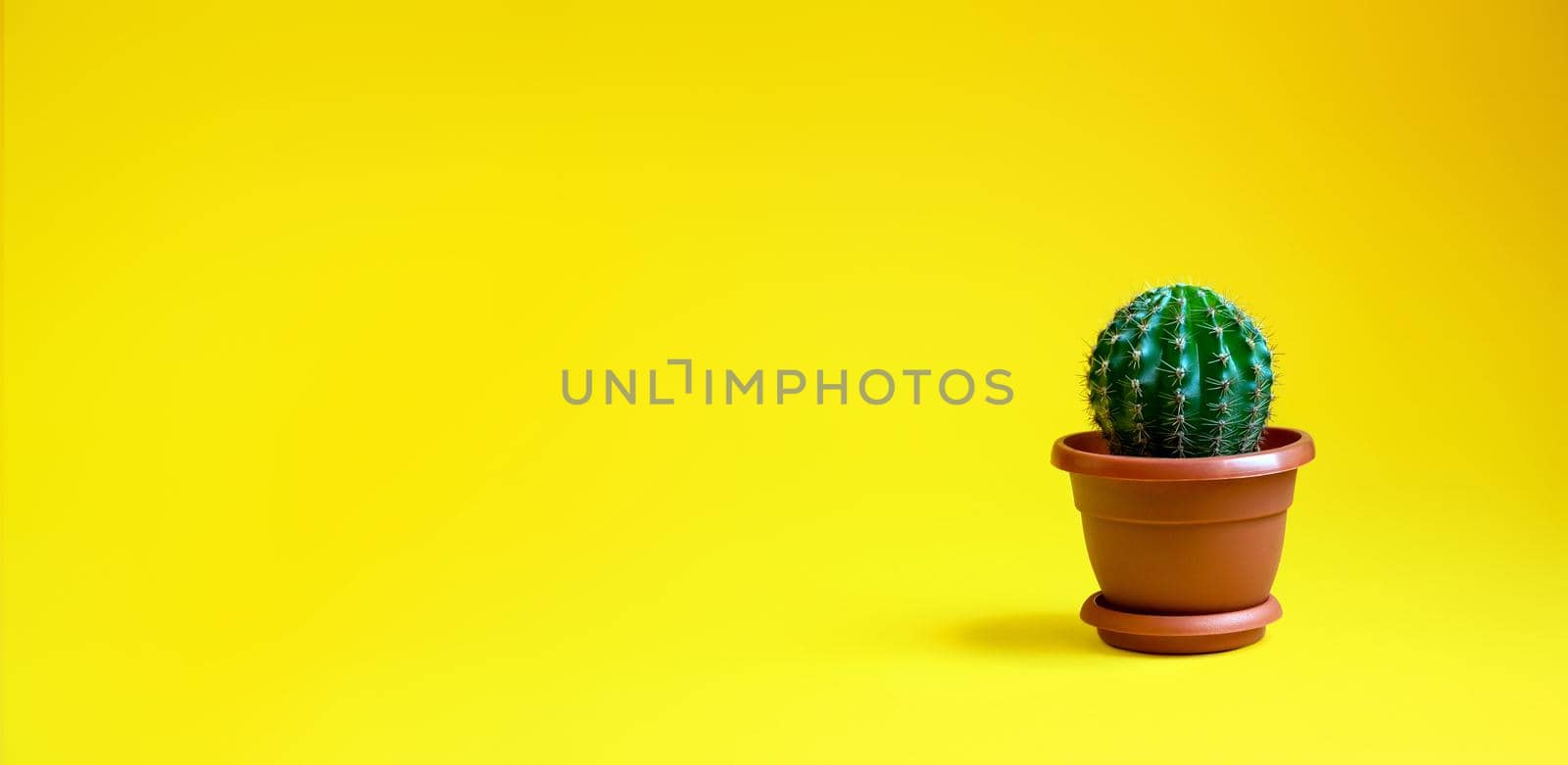 Small Decorative Cactus in Pot on Yellow Background. House Plant. Minimalism Concept. Banner. Copy Space For Your Text