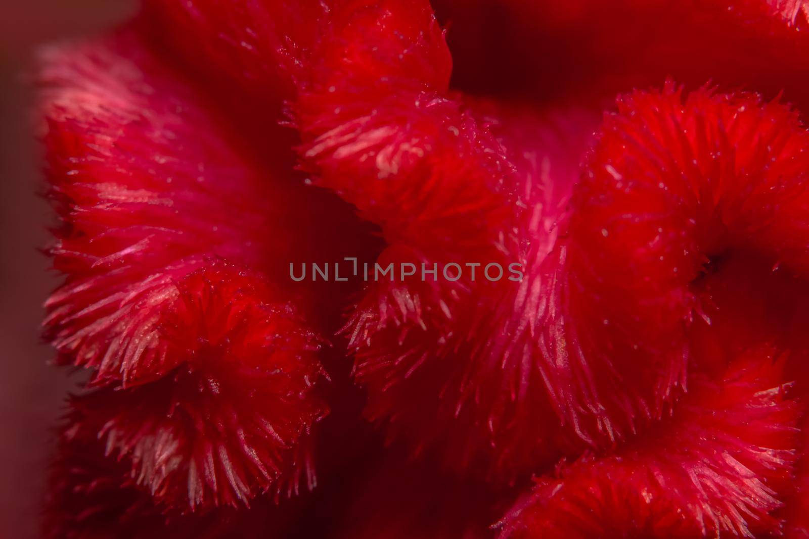 Red background macro flower patterns by yayimage