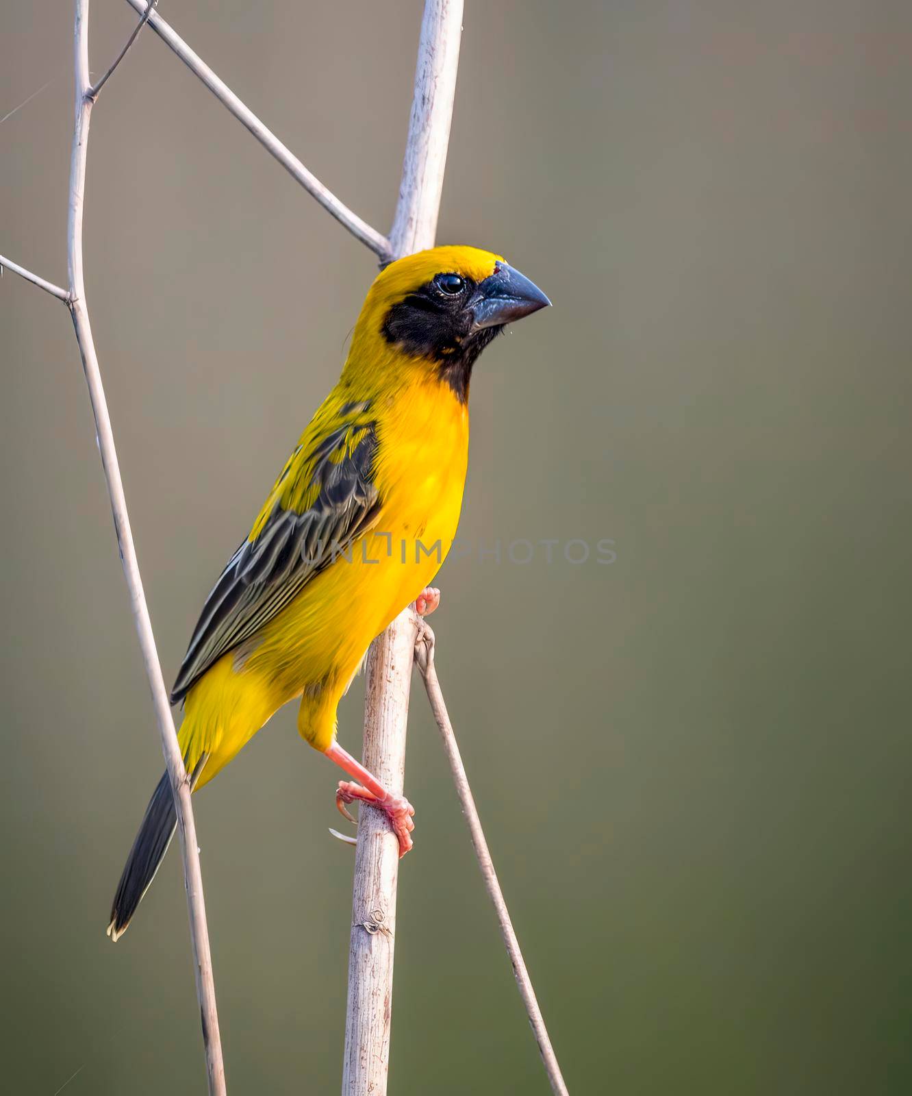 Image of bird (Asian golden weaver) on the branch on nature background. Wild Animals.