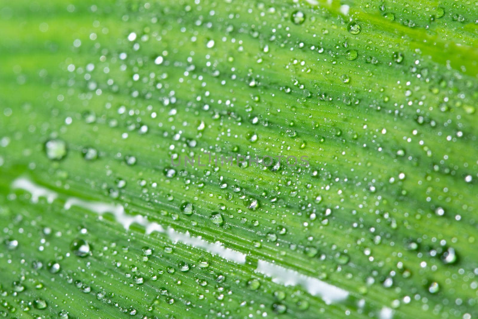 Macro background drops on green leaves