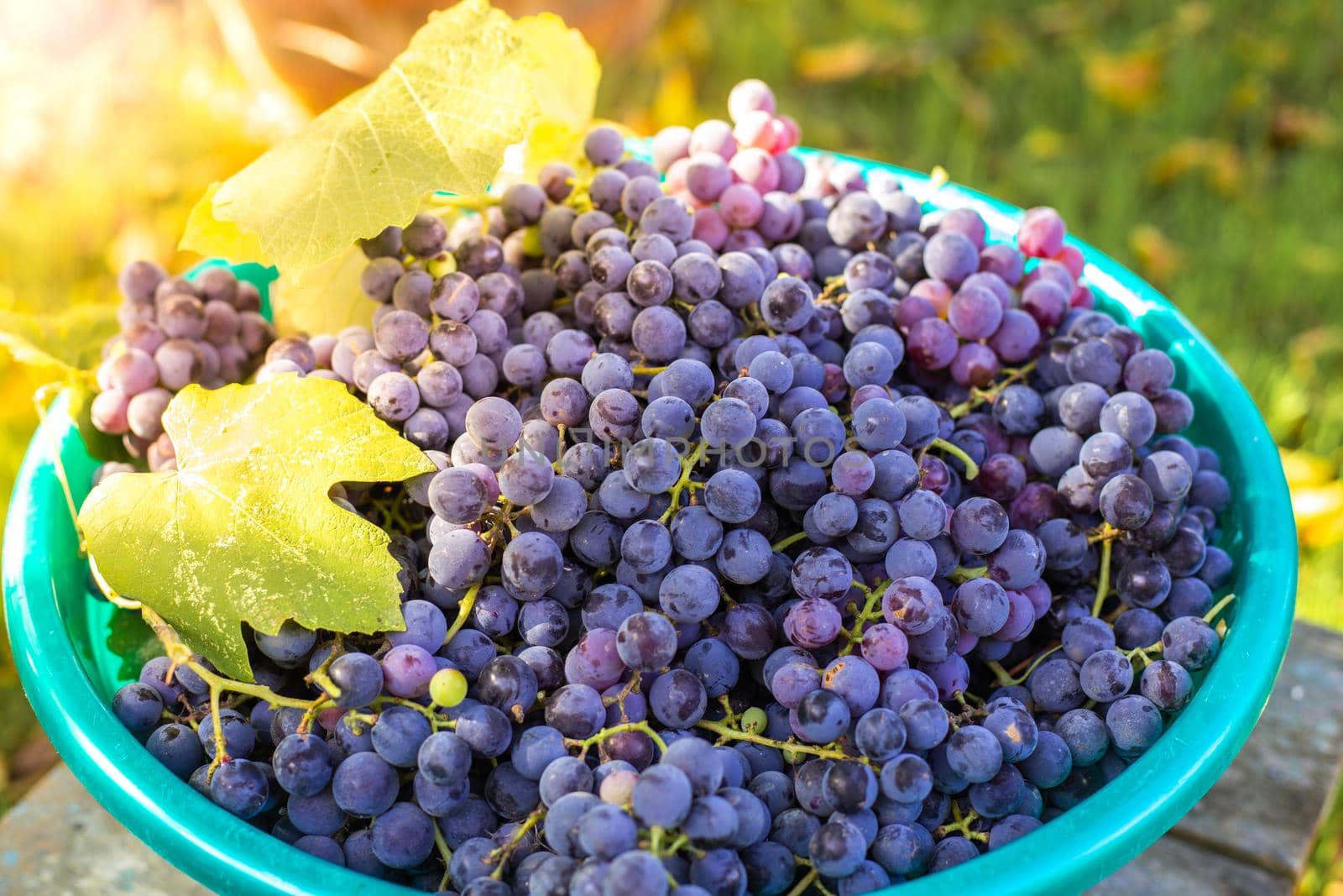 A full basket of ripe black grapes. Harvesting fruits in autumn at the farm by levnat09