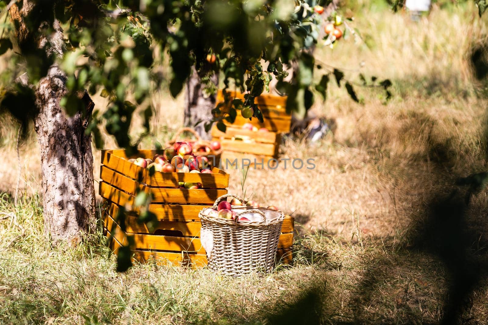 Ripe apples in crates and on trees in orchard