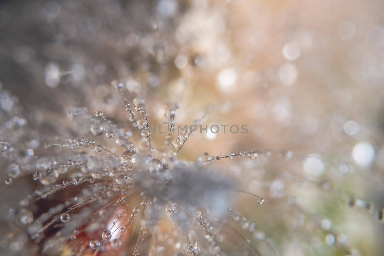 Macro drops of water on fur