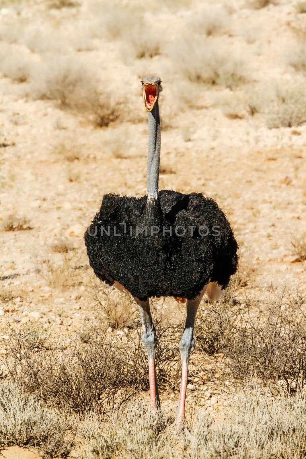 African Ostrich in Kgalagadi transfrontier park, South Africa by PACOCOMO