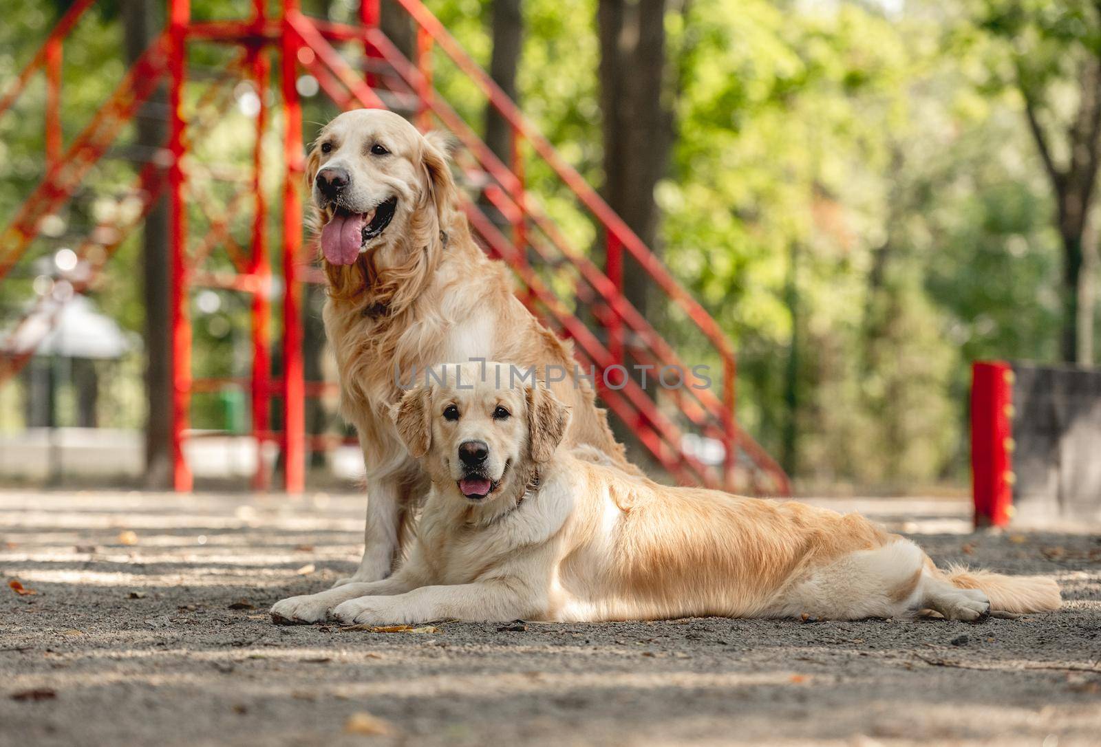 Golden retriever dogs by tan4ikk1