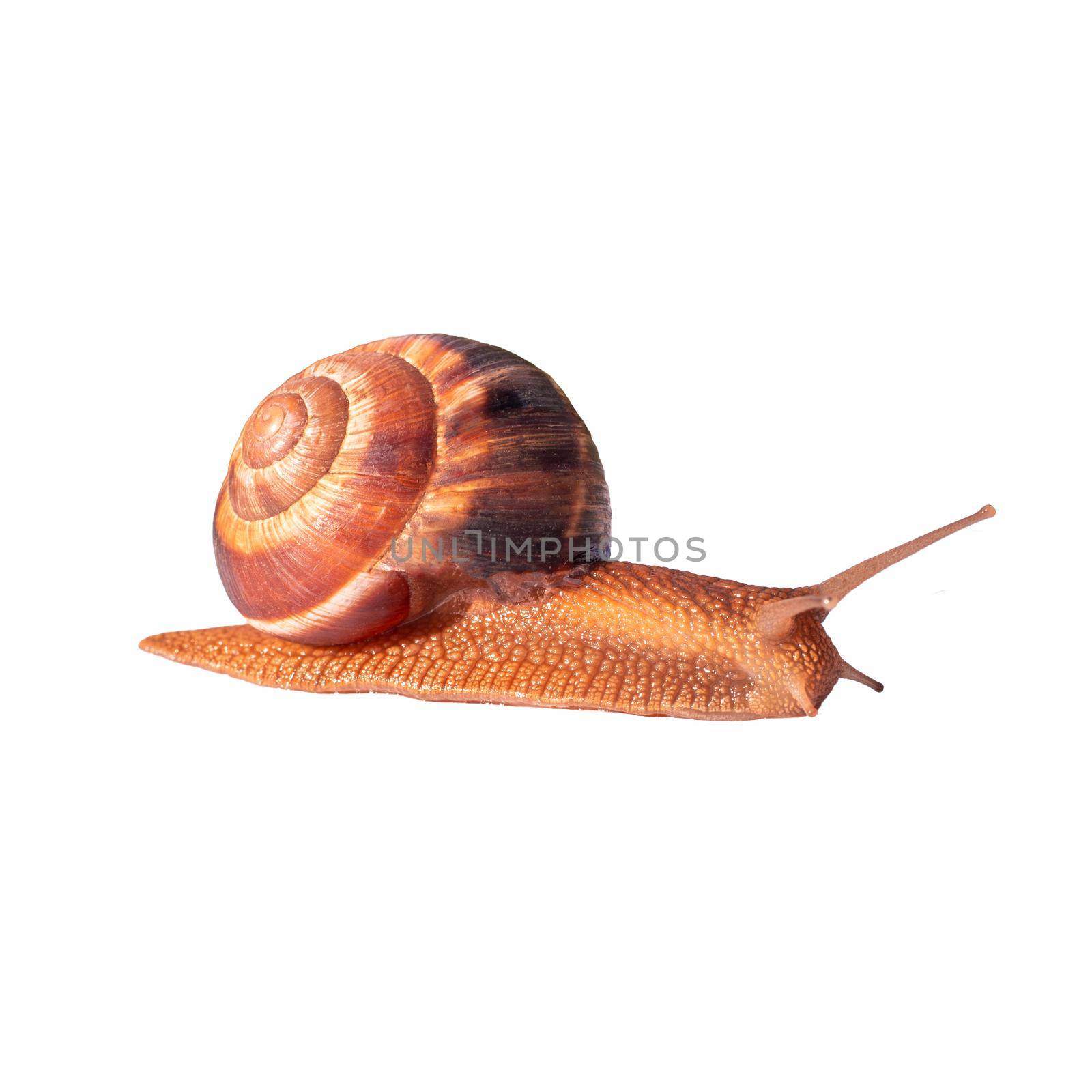 A grape brown snail with a large shell is crawling. Isolated image for print, face cream. Healing snail mucin by levnat09