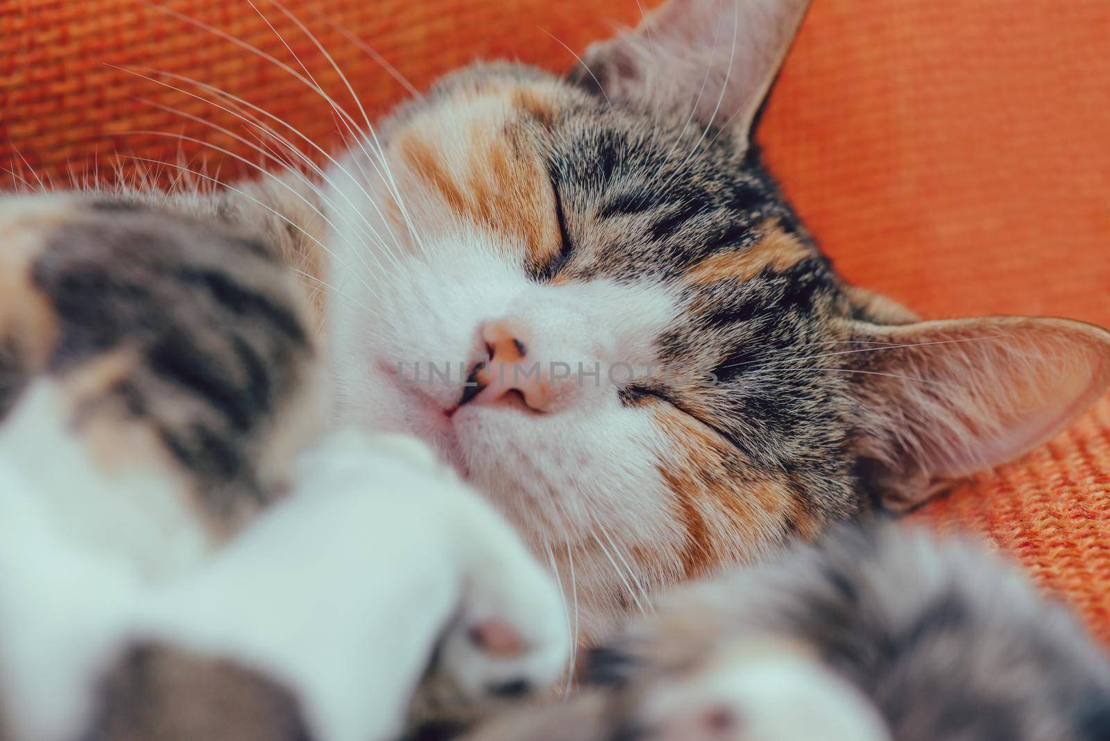 Cute sleeping cat by alexAleksei
