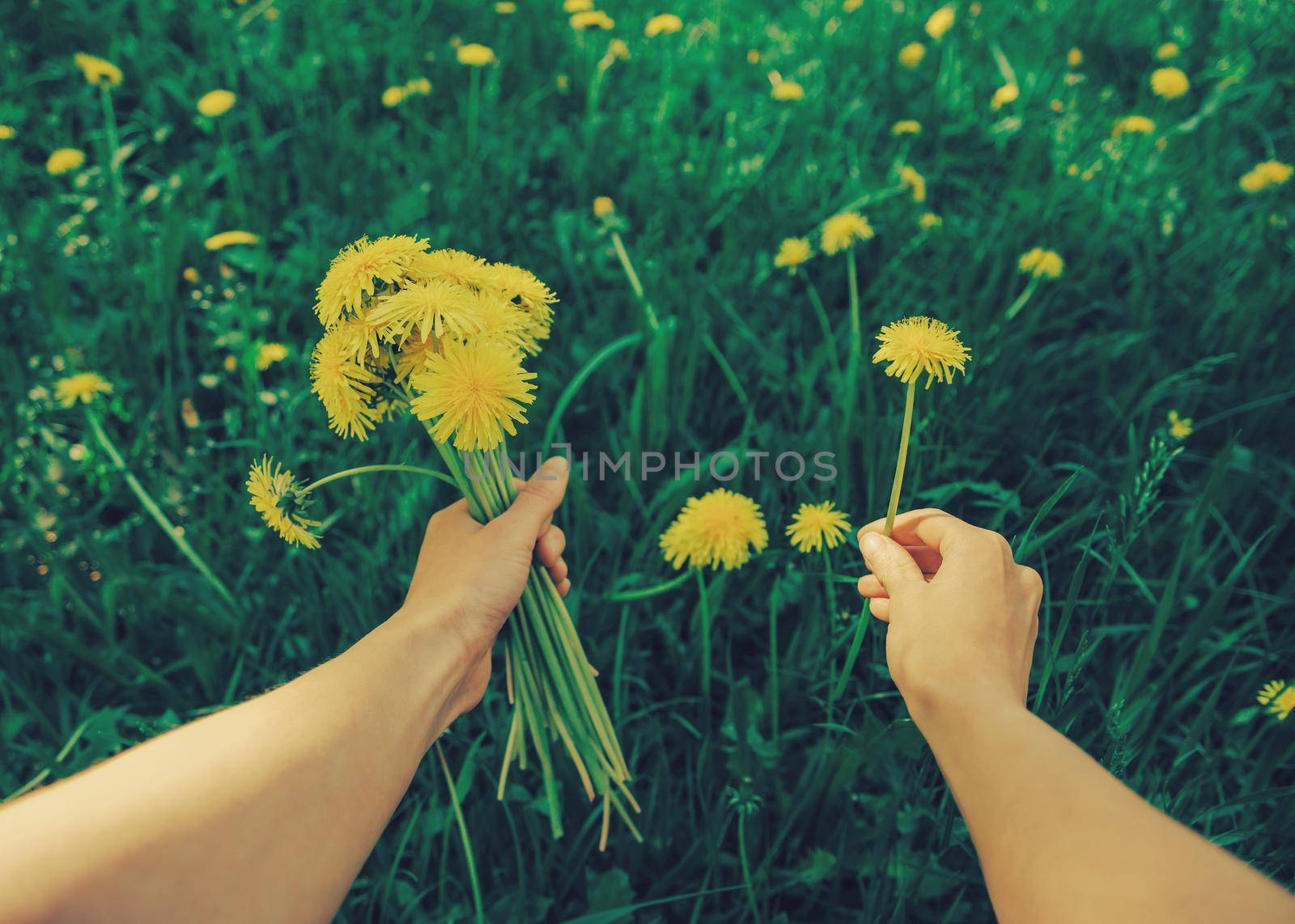 Woman picking flowers yellow dandelions on meadow in summer. Point of view shot. Image with instagram filter