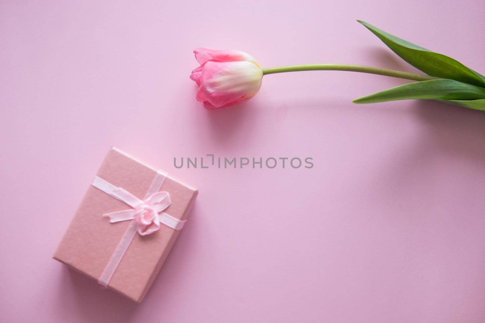 Pink Tulip flower and gift box are located on a pink background. The view from the top, flat bed. The concept of minimalism. Empty space for the text. Spring concert. Women's day. Mother's day.