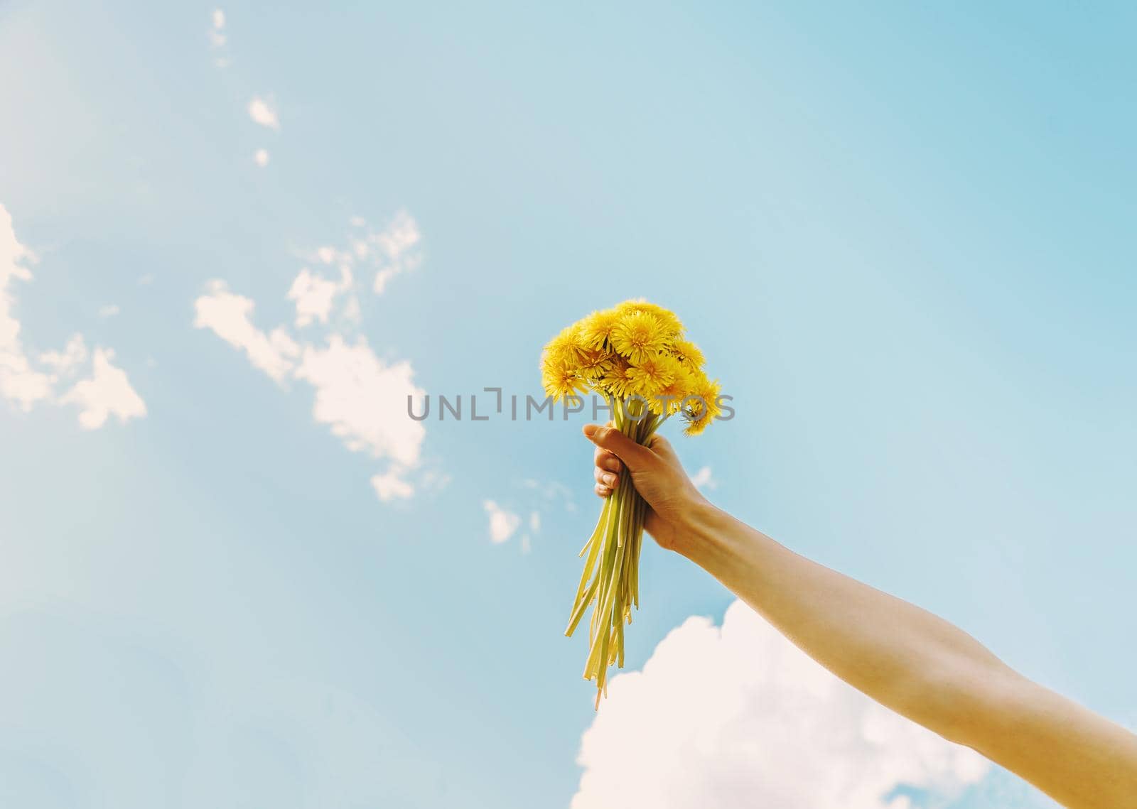 Woman holding bouquet of yellow dandelions on background of sky in summer, close-up of hand with flowers