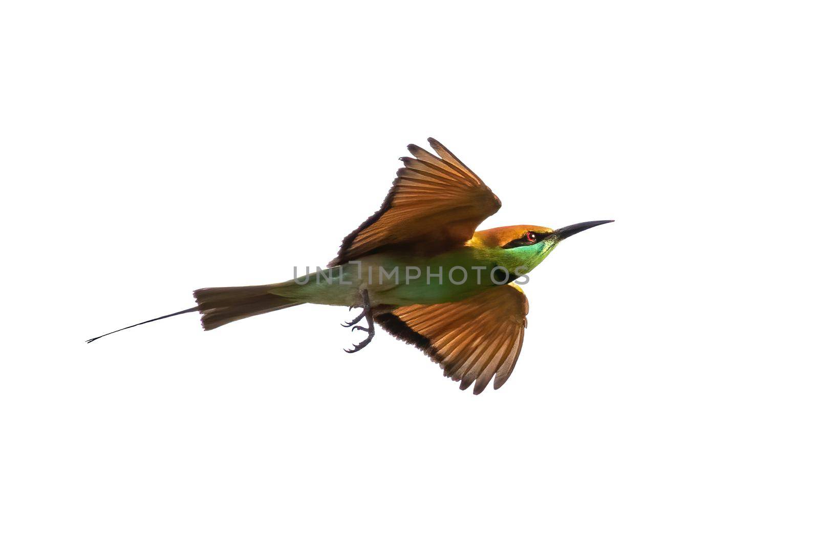 Image of chestnut-headed bee-eater bird (Merops leschenaulti) flying on a white background. Birds. Animals.