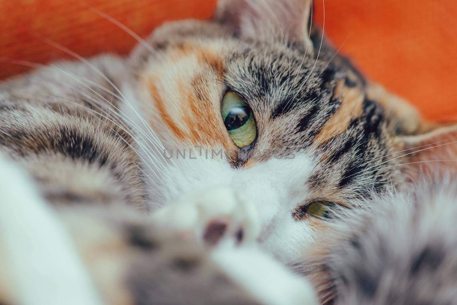 Cute cat of tortoiseshell color staring at camera indoor, close-up