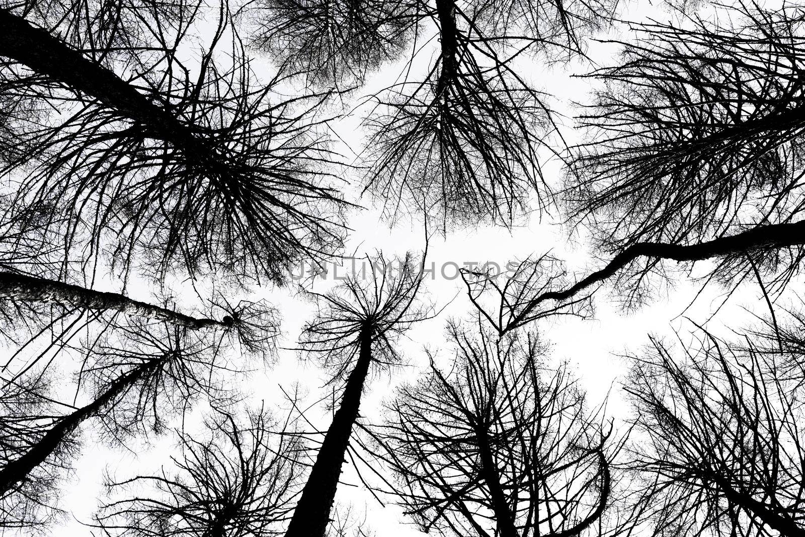 Tree crowns. Bottom View. Mystic dark trees seen from below - image