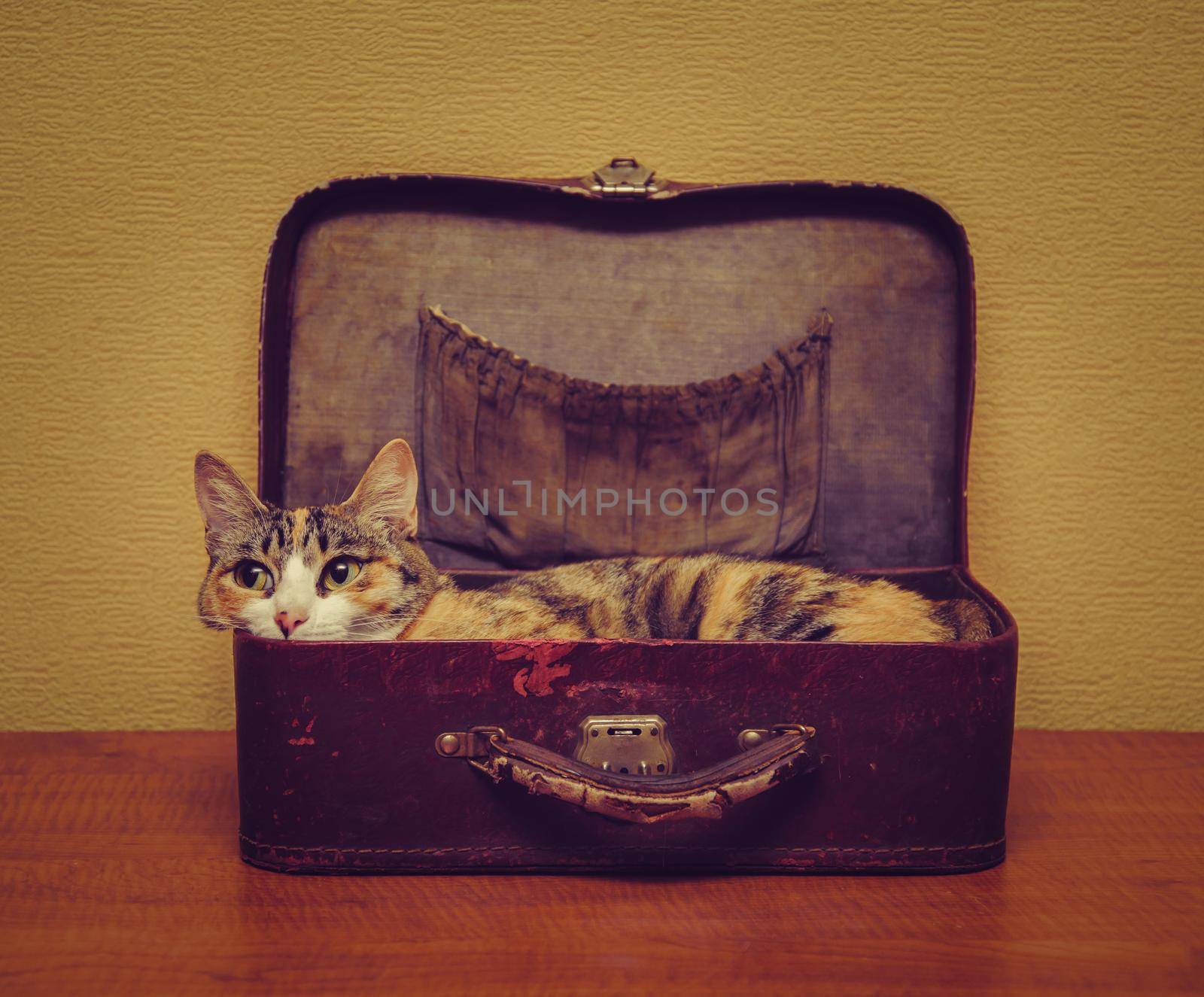 Cute cat of tortoiseshell color lying in a vintage small suitcase indoor