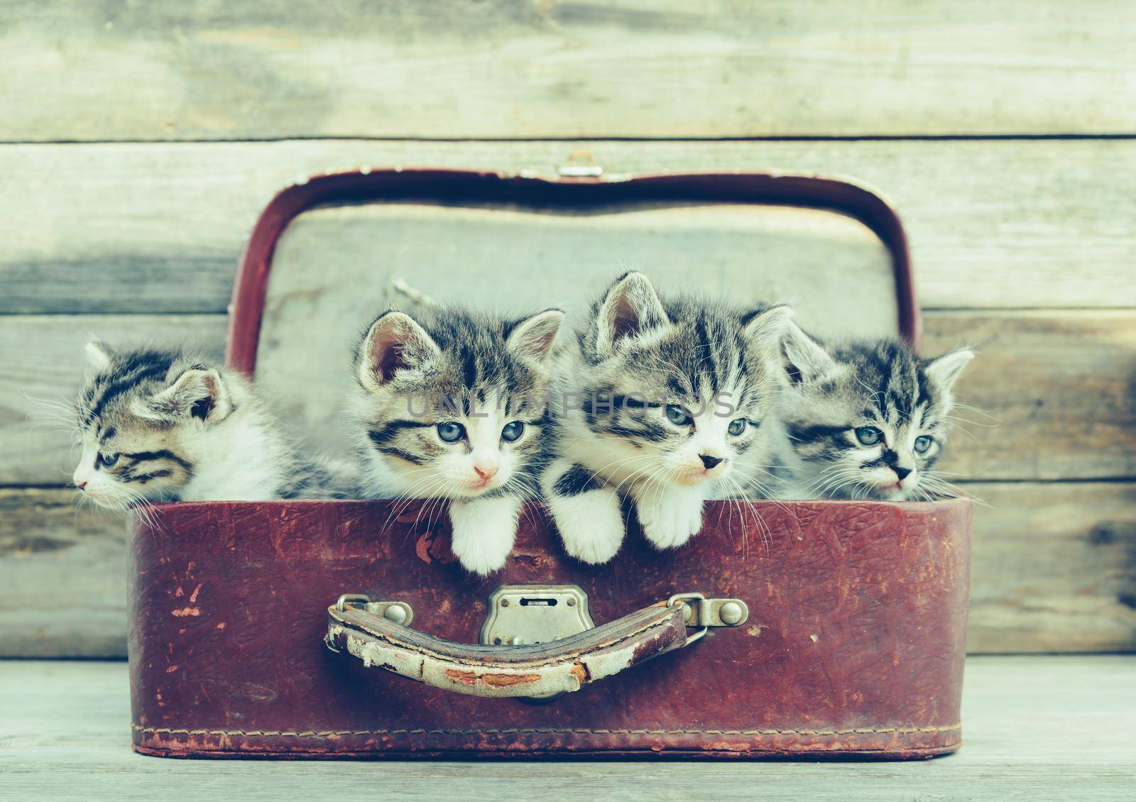 Four kittens sitting in a vintage suitcase on wooden background