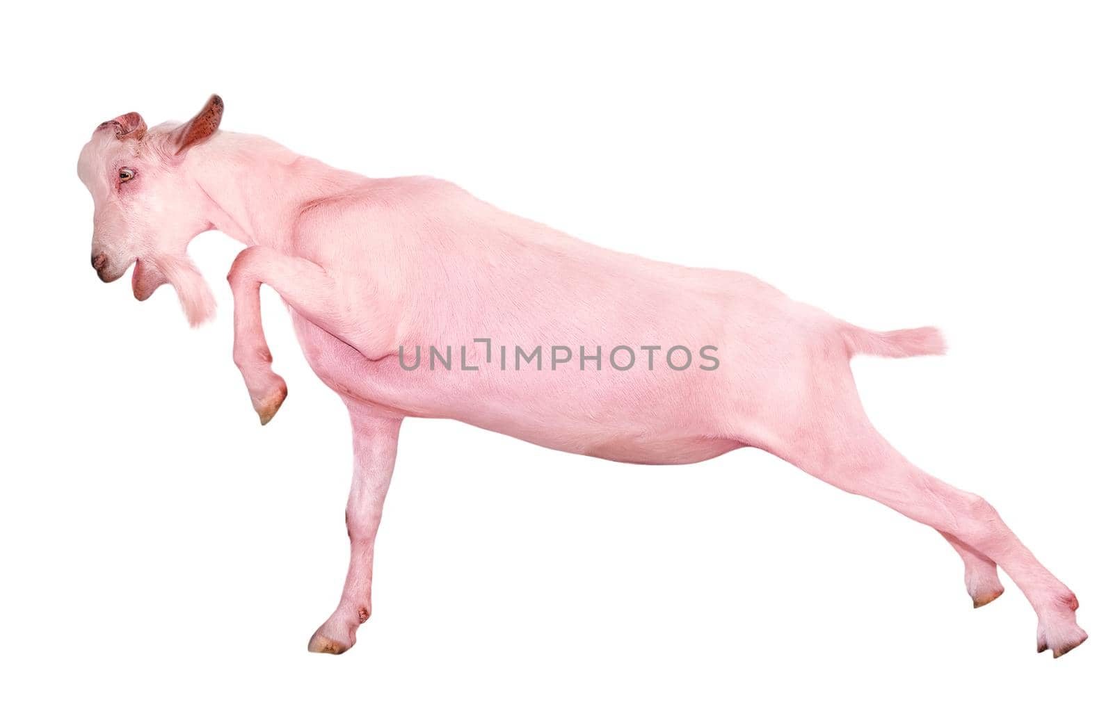 Funny Pink goat full length isolated on white. Goat close up. Farm animals.