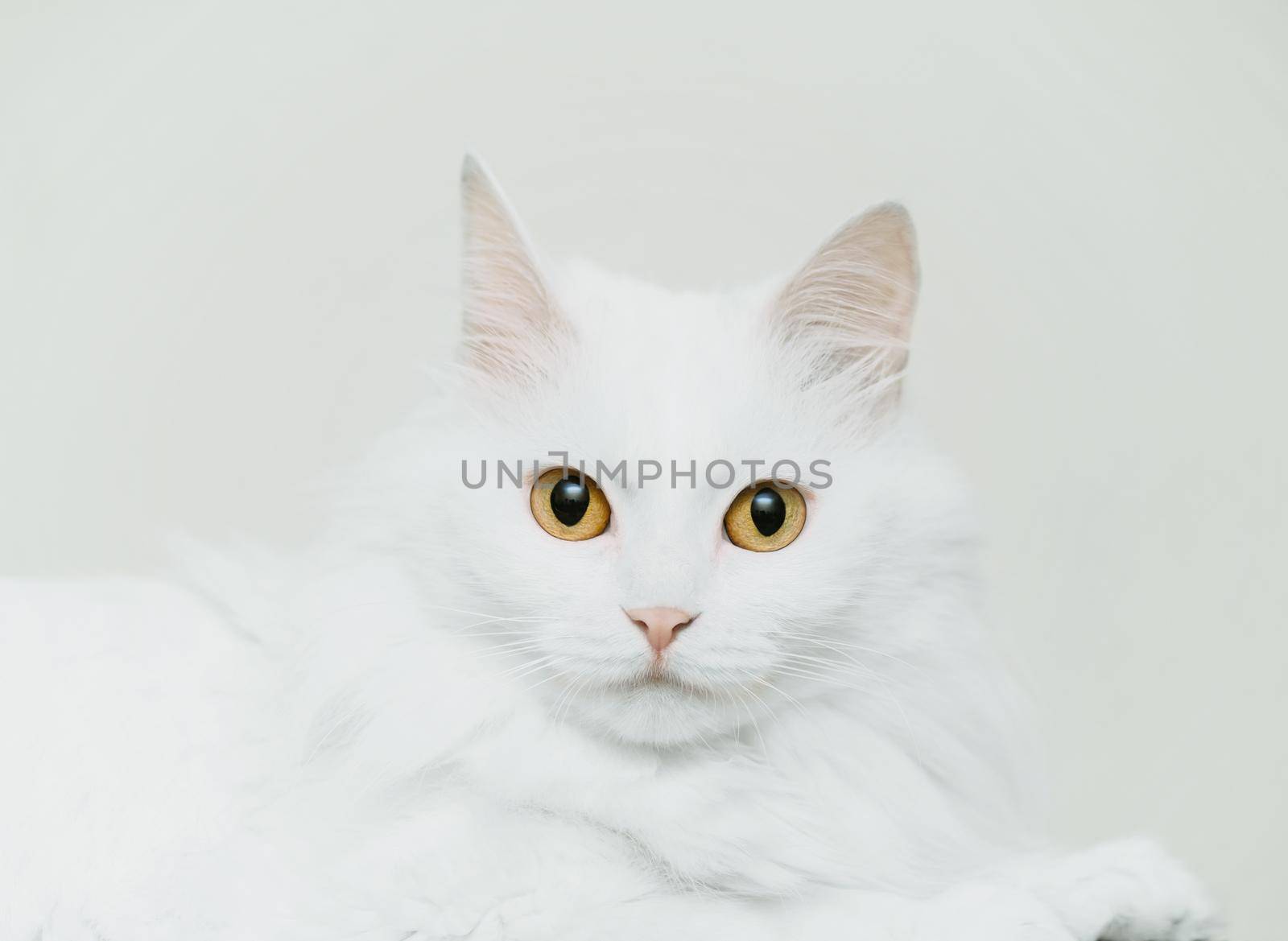 Fluffy cute cat of white color by alexAleksei