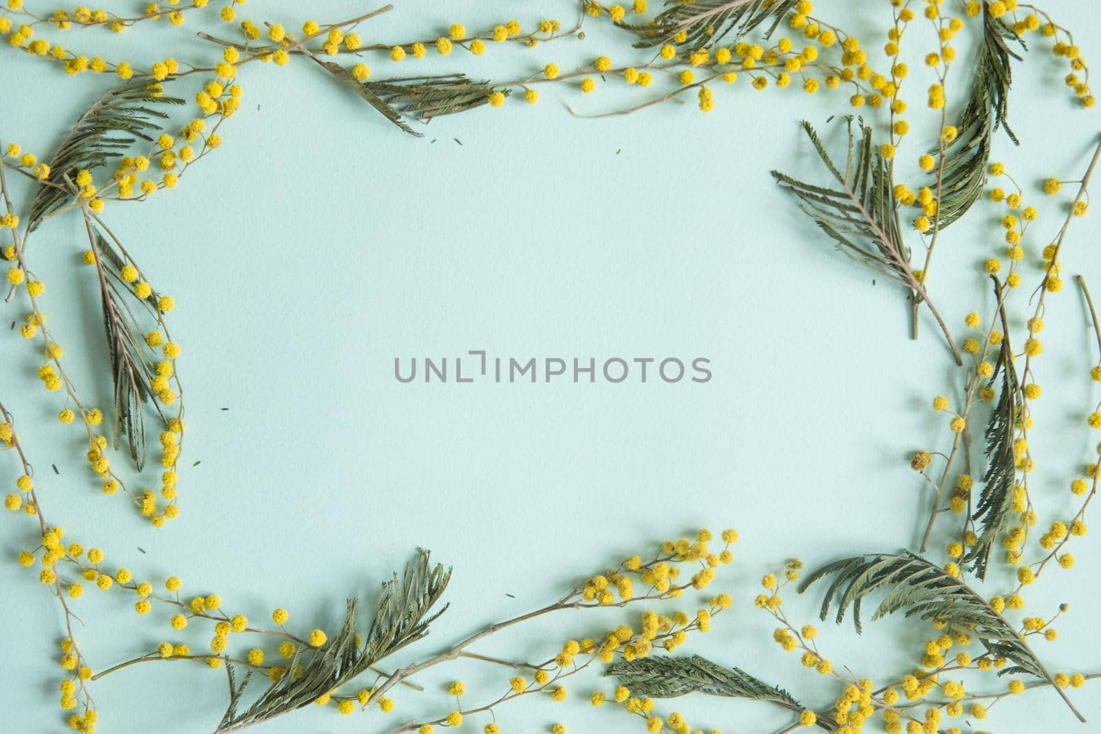 Mimosa twigs are spread out on a mint background. Spring concept. Spring background. A top view of a flat image, place for text.