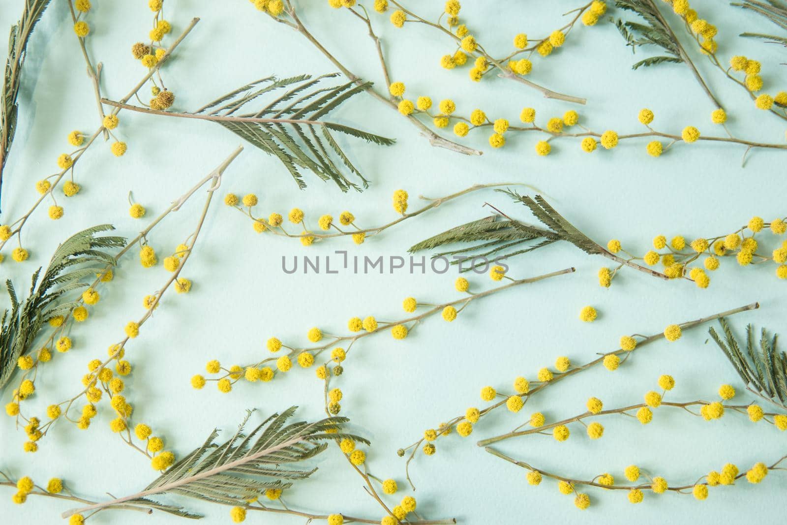 Mimosa twigs are spread out on a mint background. Spring concept. Spring background. A top view of a flat image.