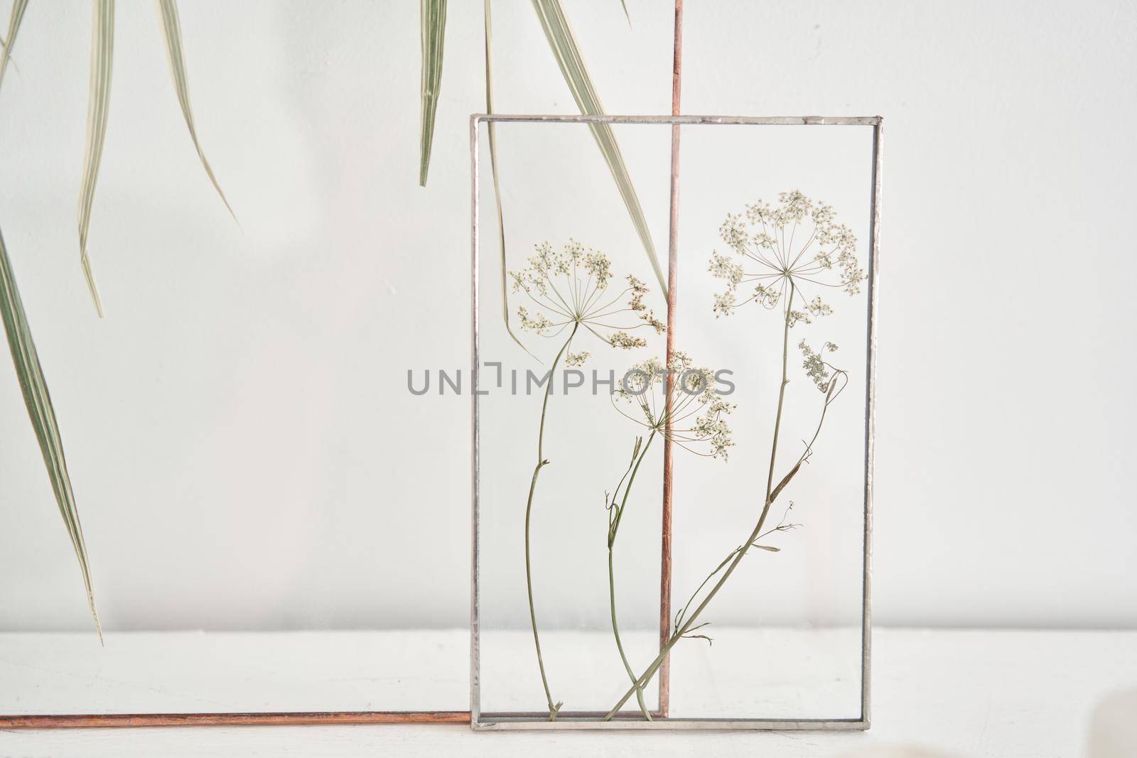 Picture of real plants between the glasses. Natural decorative elements for home decoration: herbarium in a framework on a white table.