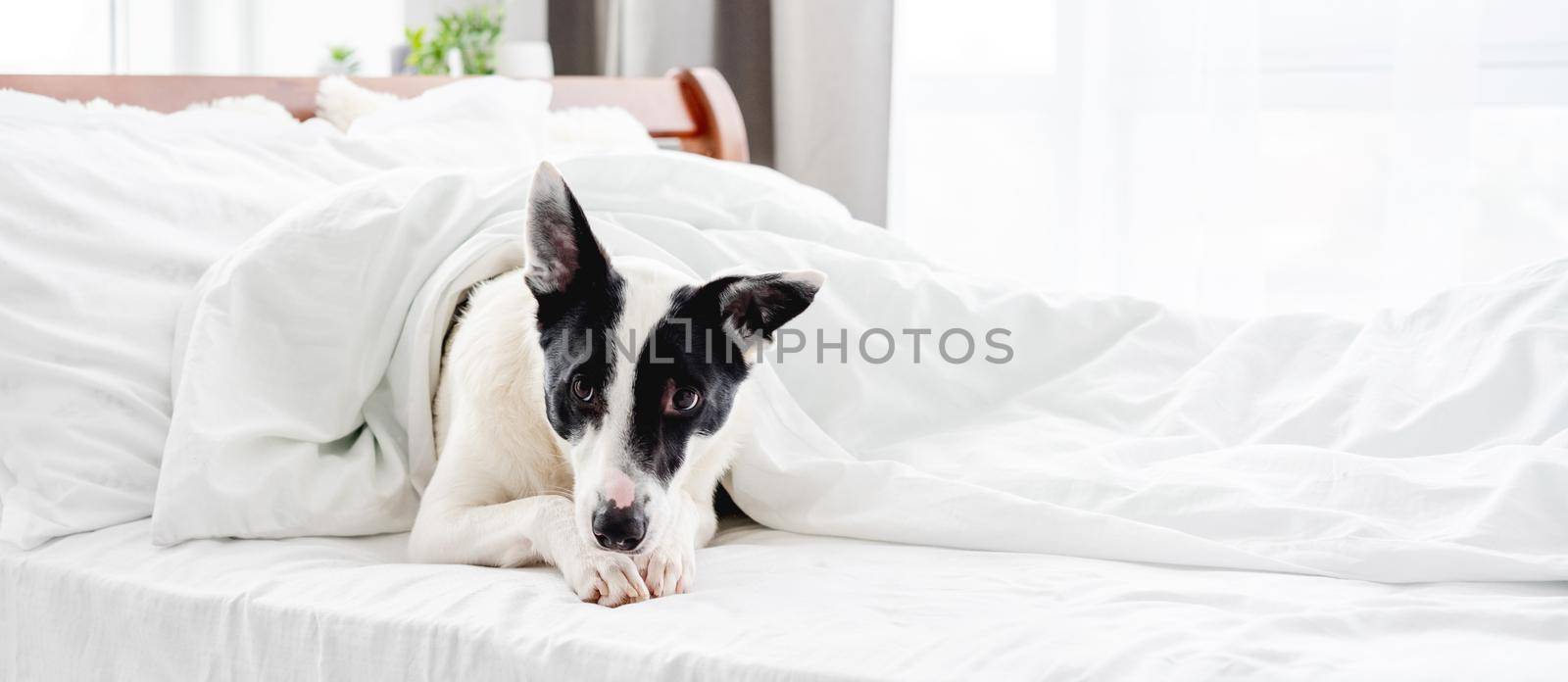 Cute white with black ears dog lying in the bed under blanket in sunny room and looking at the camera. Adorable pet doggy resting in the bedroom in the morning