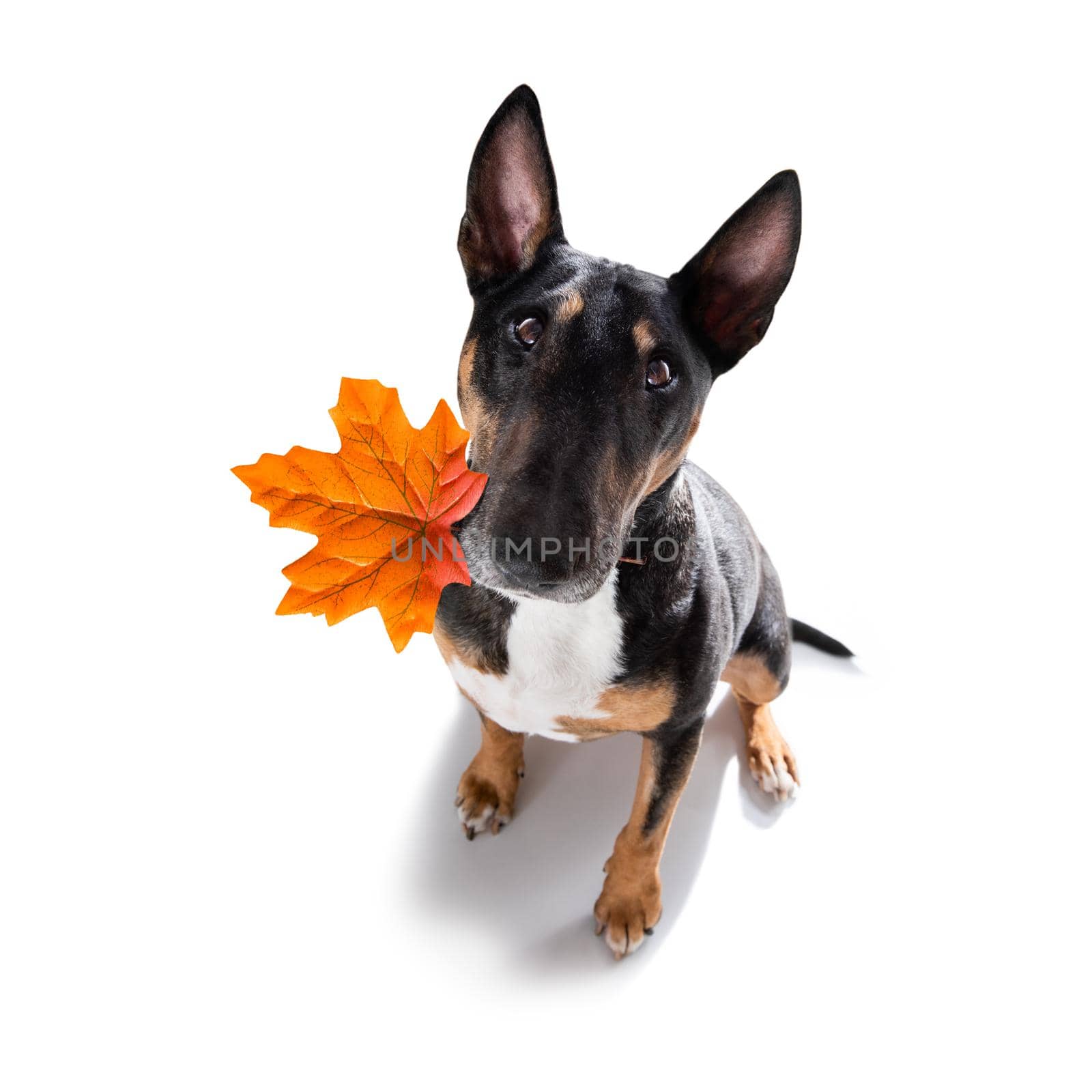 Autumn fall dog by Brosch