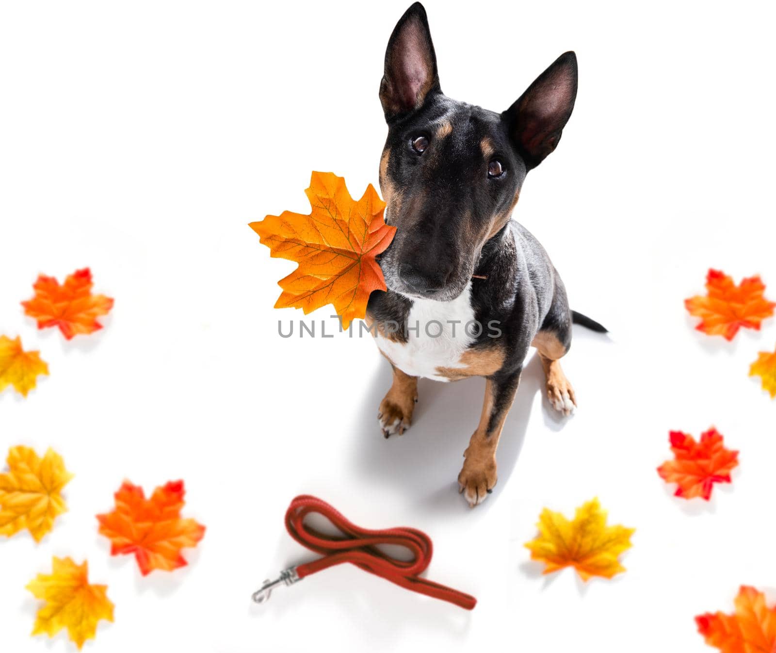 dog in atumn with leaf in mouth waiting to go for a walk with owner in fall, isolated on white background