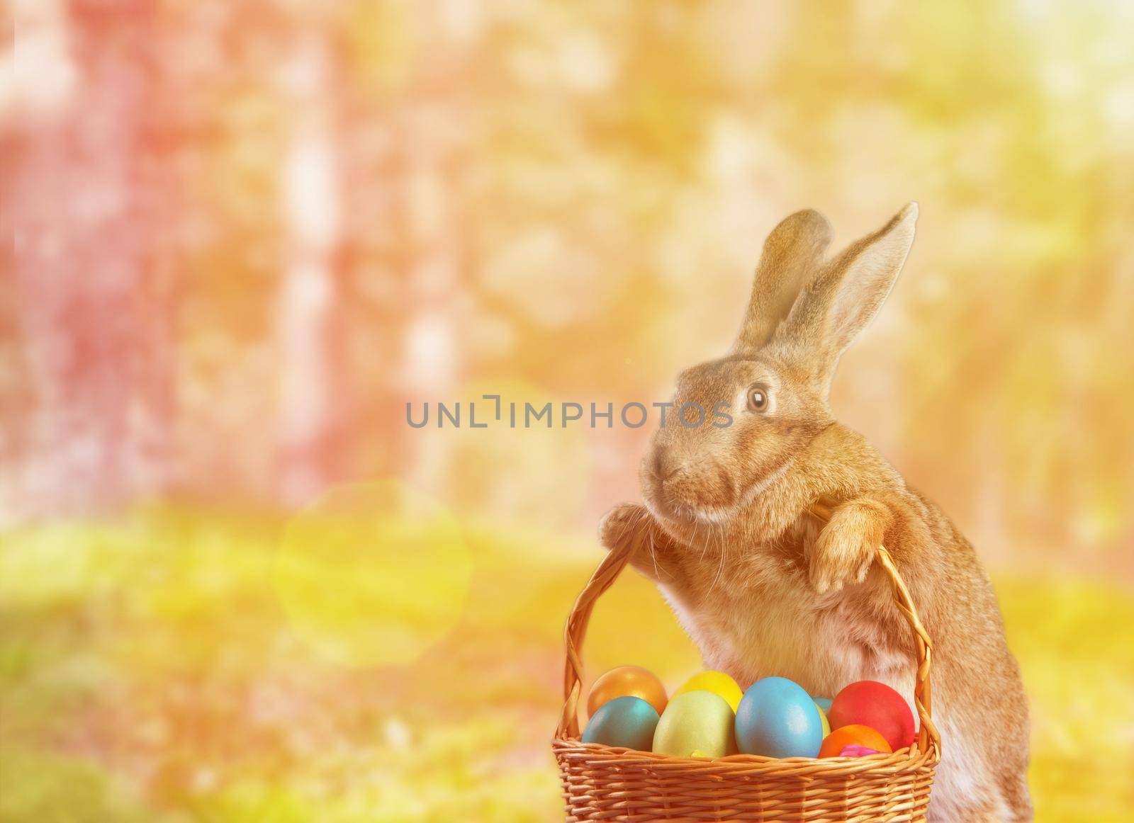 Easter rabbit on nature by alexAleksei