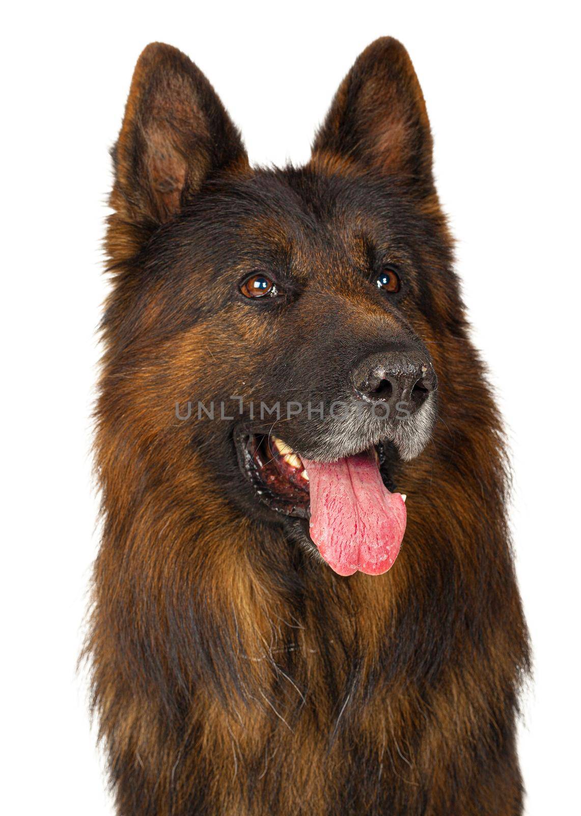 Long-haired German shepherd dog portrait studio isolated on white background. Close up.