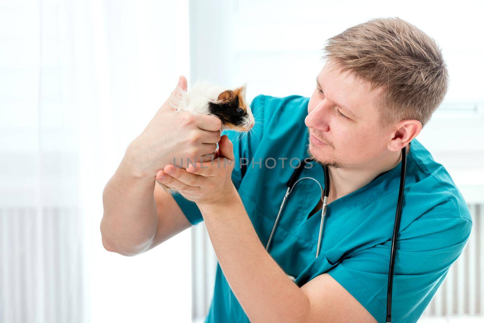 Male veterinarian pet doctor examining guinea pig at vet office. Pet doctor in blue uniform holding small guinea pig and looking at it