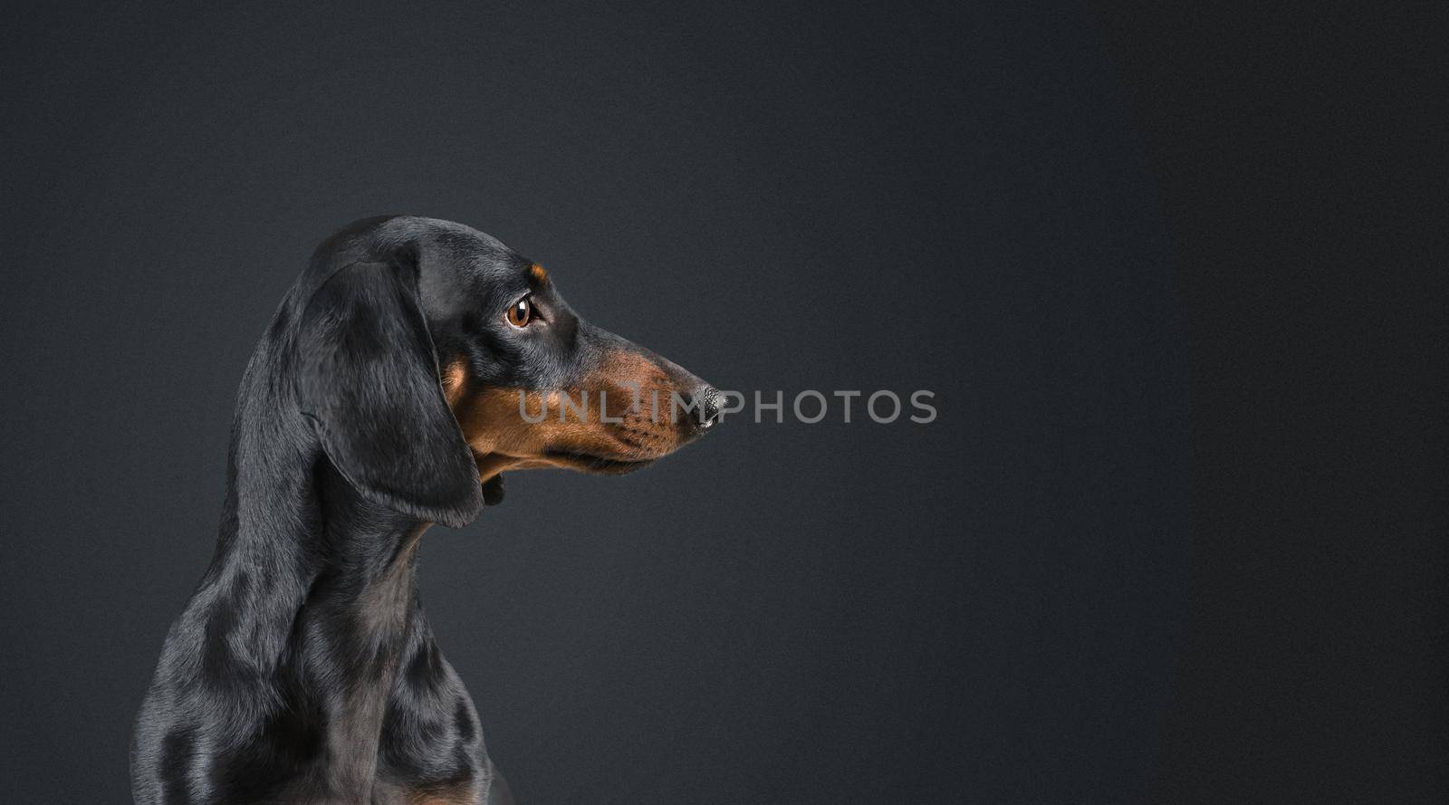 Dog dachshund looking to the side on black background. Space for text in right part of image