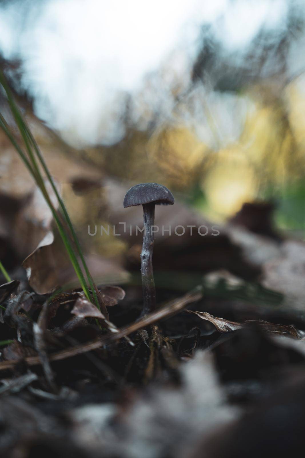 Closeup of mushroom in the forest floor.