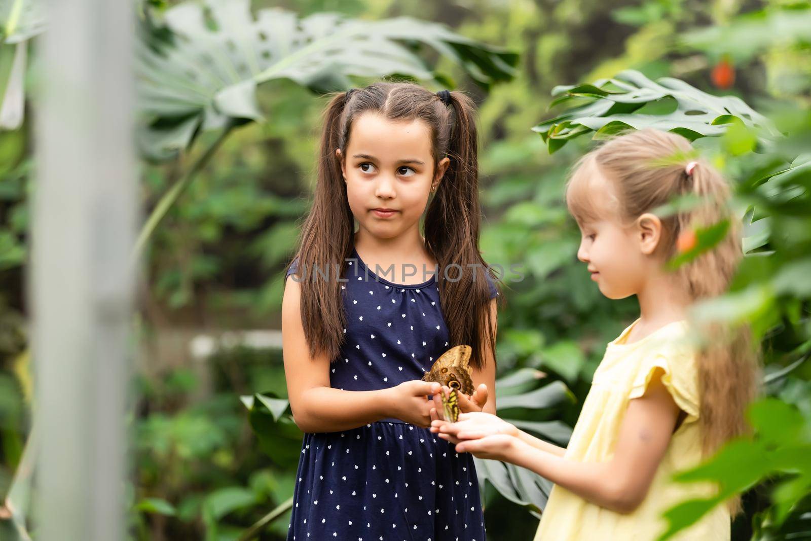 Two little sisters holding a butterfly in their hands. Children exploring nature. Family leisure with kids at summer.