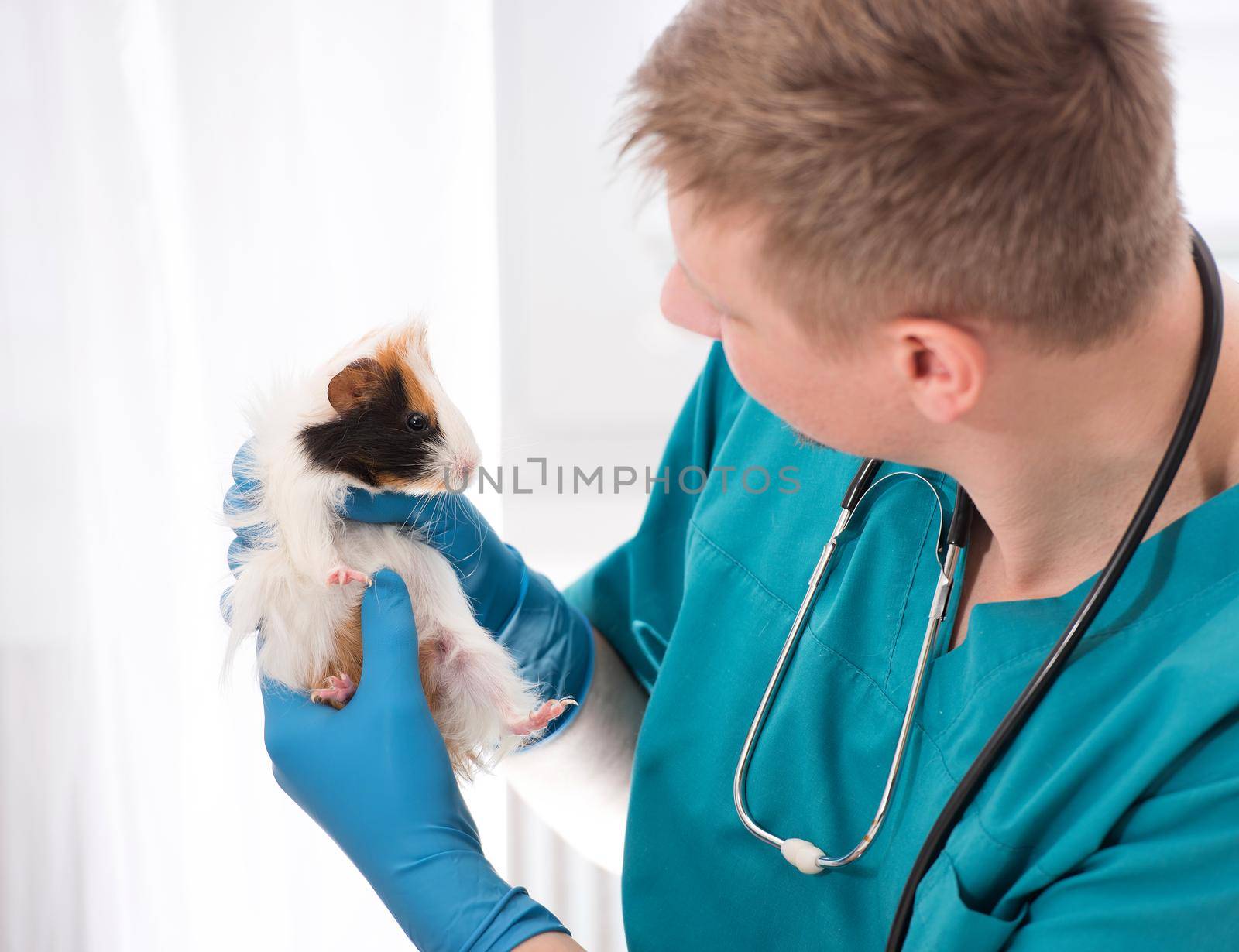 Male veterinarian pet doctor examining guinea pig at vet office. Pet doctor in blue uniform holding small guinea pig and looking at it