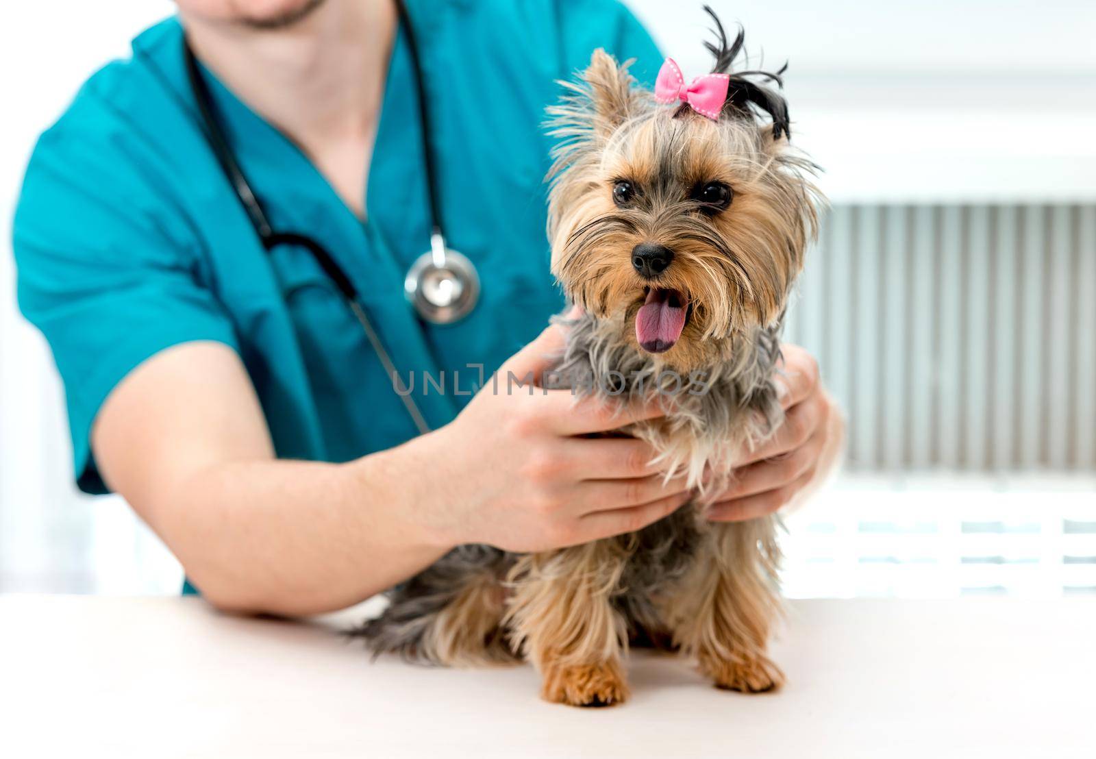 Veterinarian hands holding Yorkshire Terrier dog on examination table by tan4ikk1