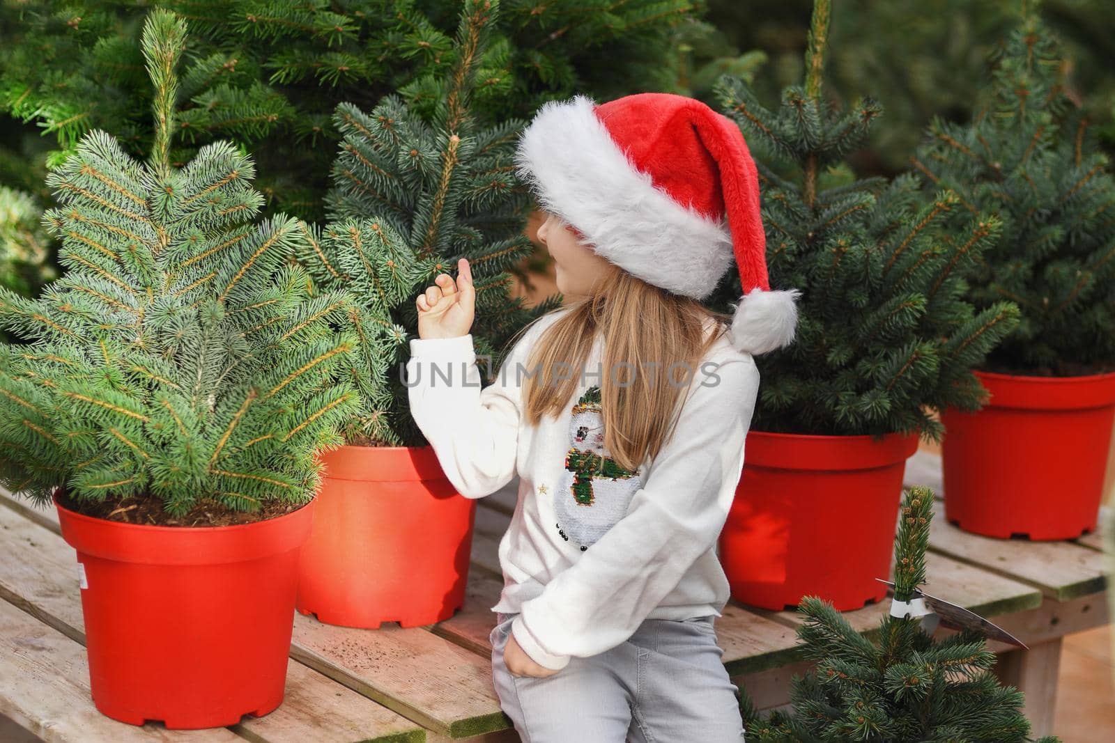 Small girl in a red cap chooses a Christmas tree in the market.