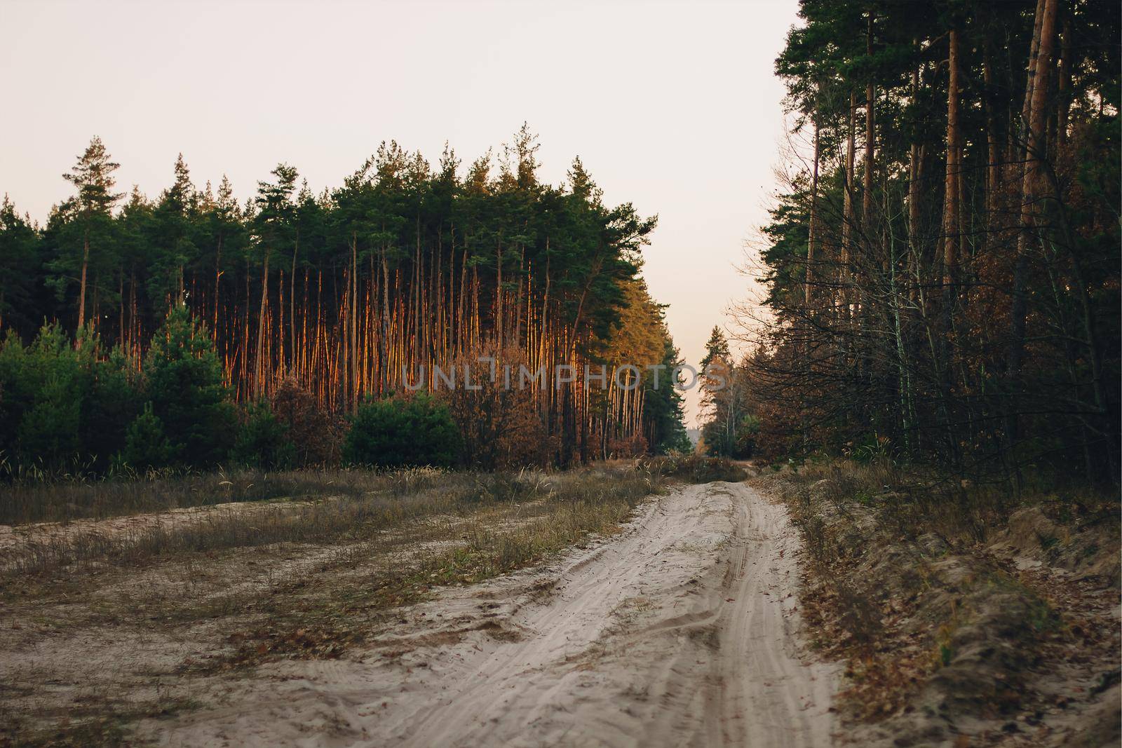 Forest road under sunset sunbeams. Lane running through the autumn pine forest at dawn or sunset.