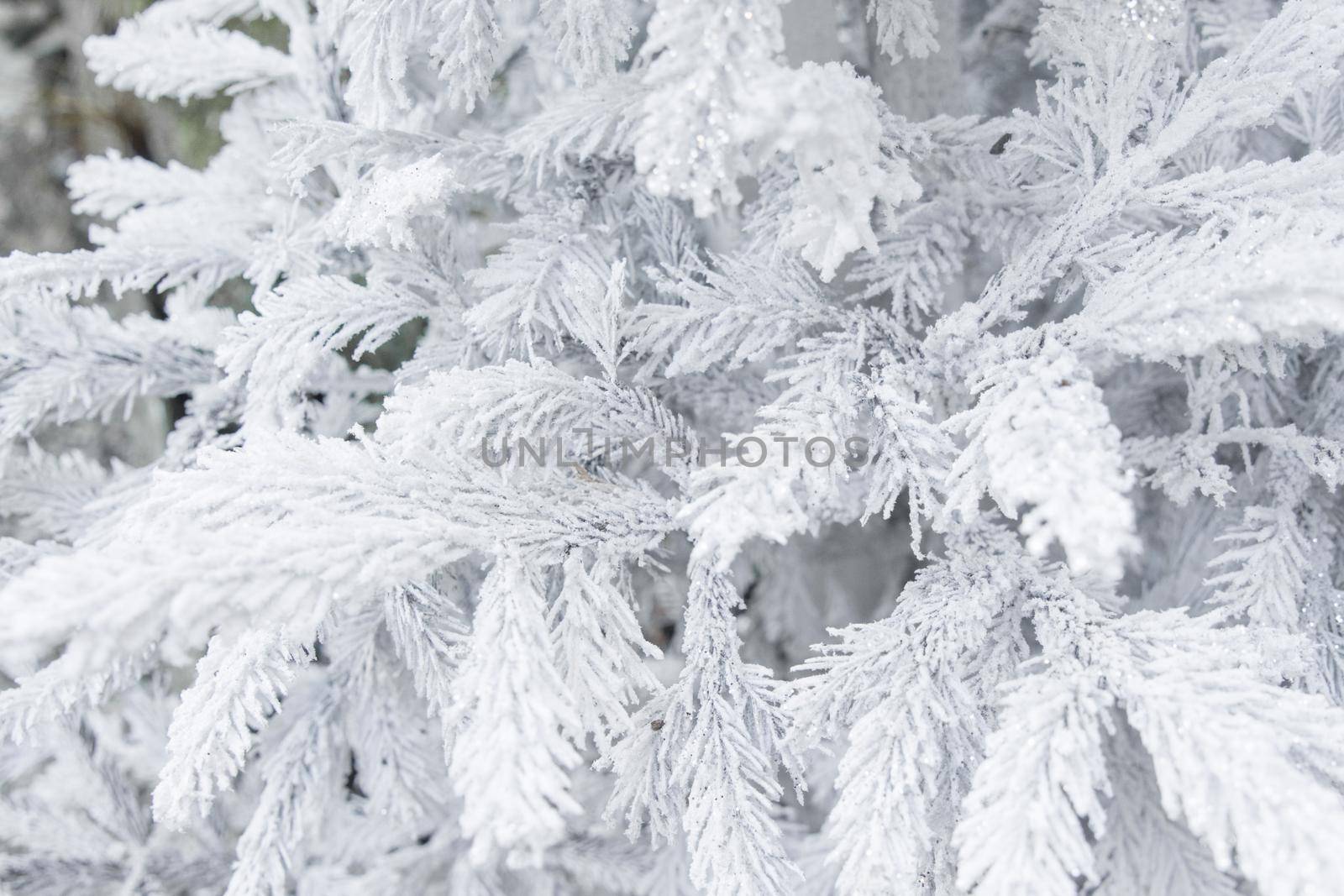 Christmas tree with frozen frost on the branches background