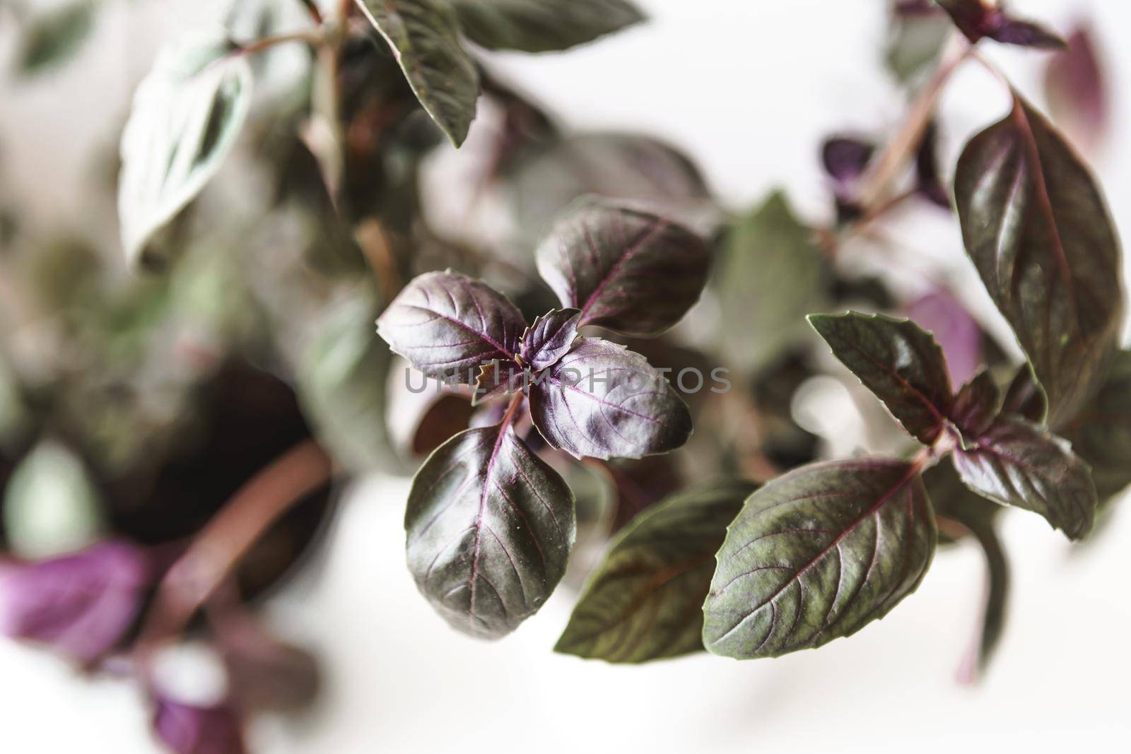 Close-up of a succulent against light grey background