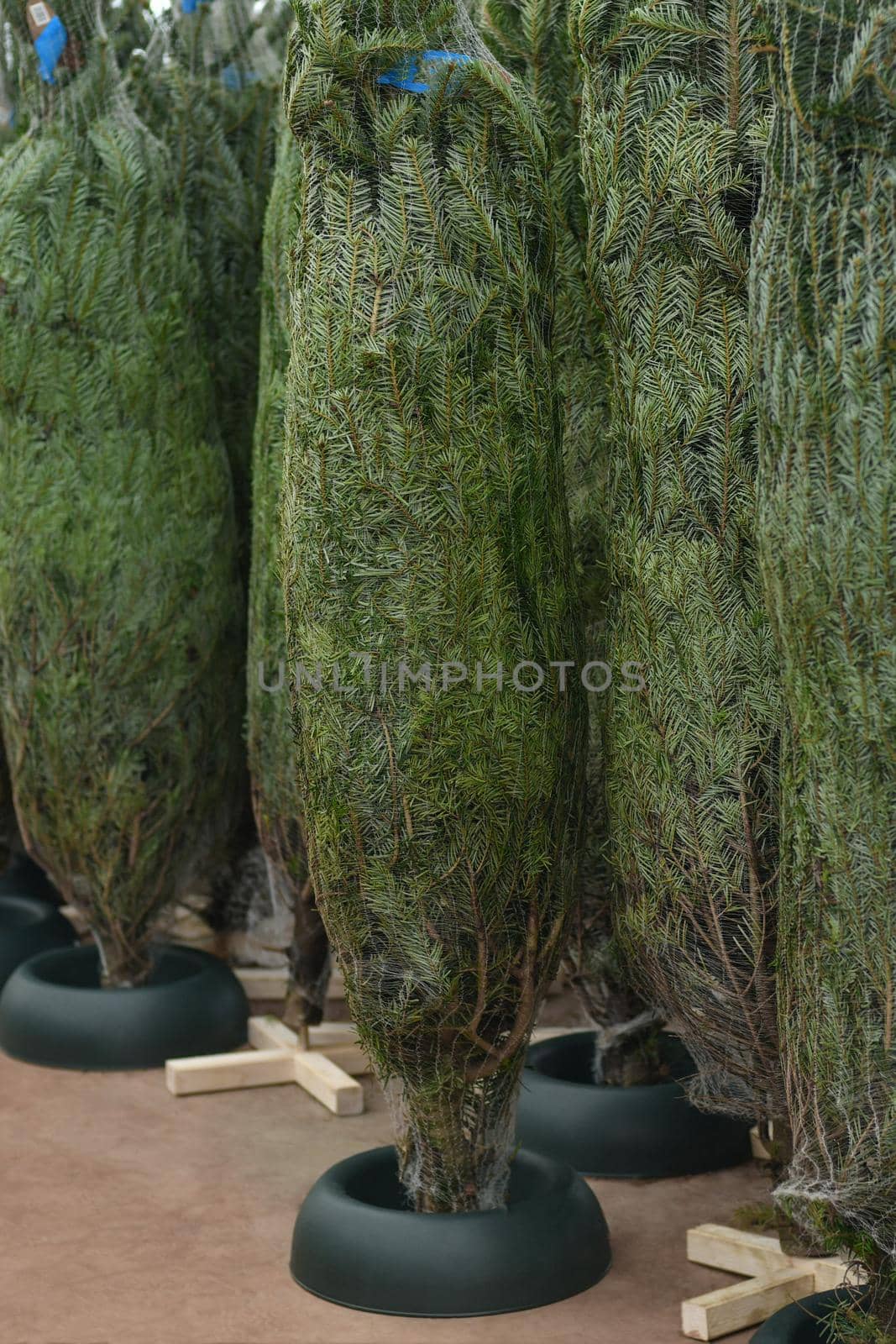 Christmas trees wrapped in a net for sale at a market